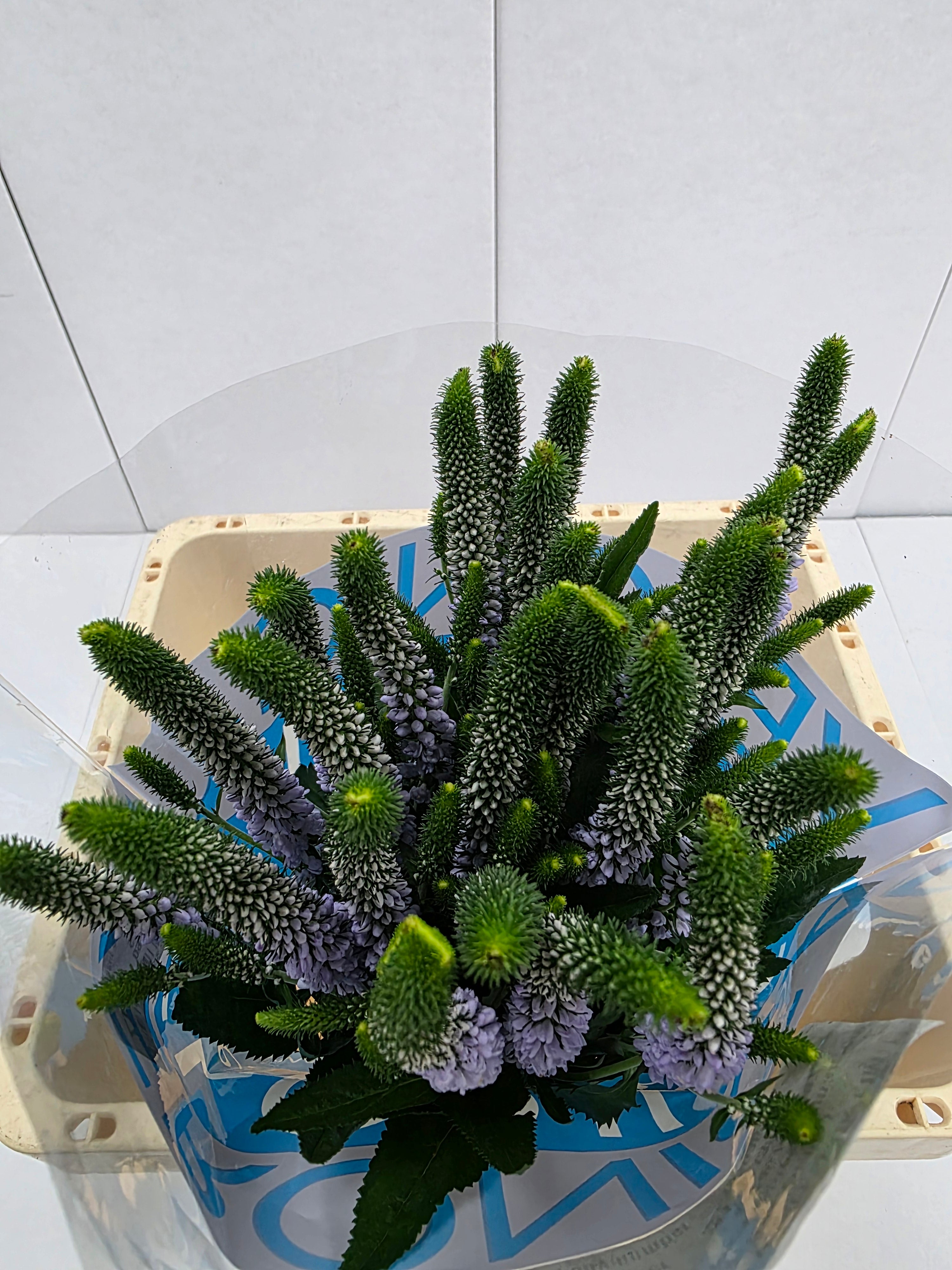 Farm Fresh Veronica June Lilac (Bunch of 25stems, Length 60cm)