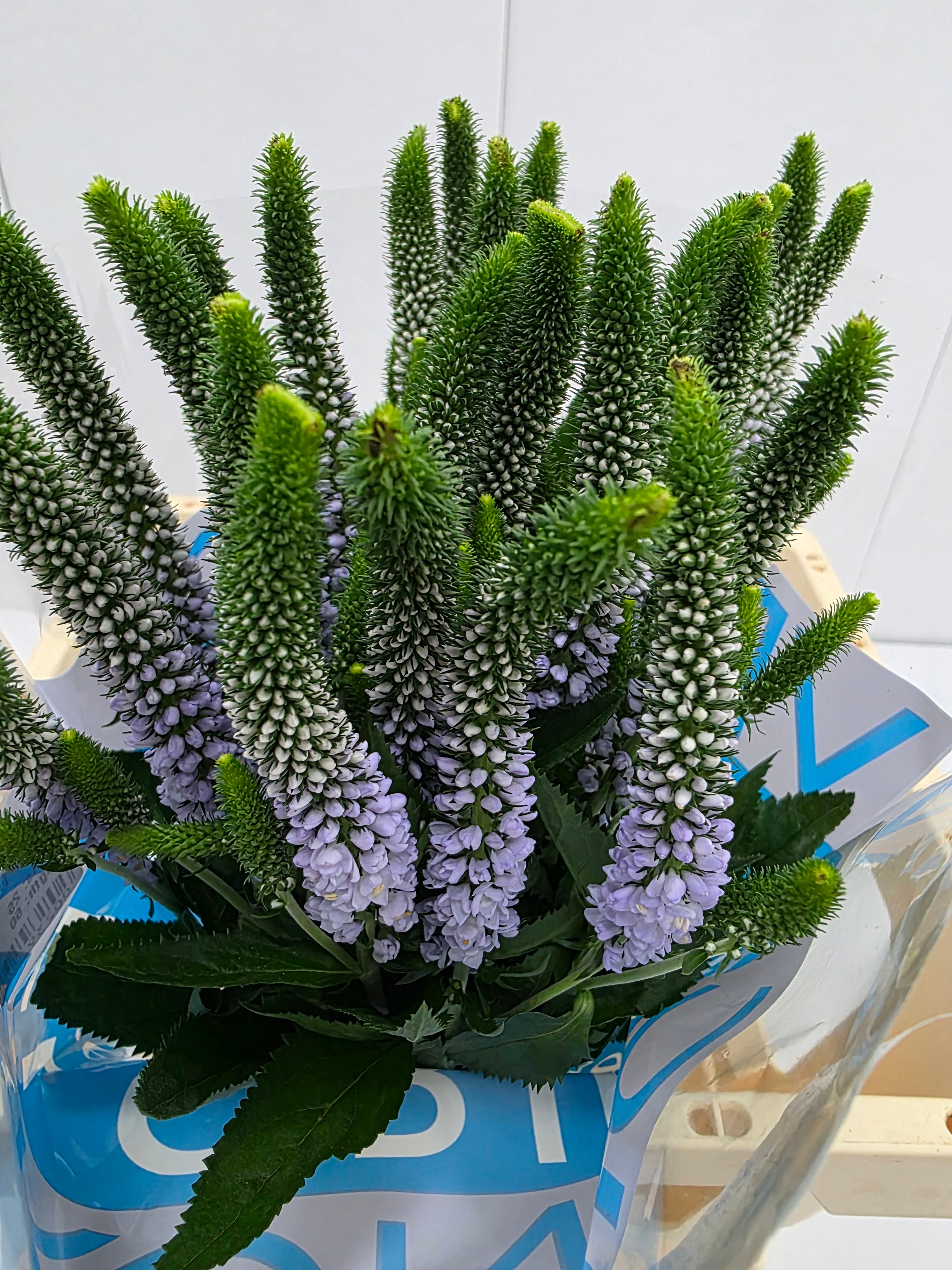 Farm Fresh Veronica June Lilac (Bunch of 25stems, Length 60cm)