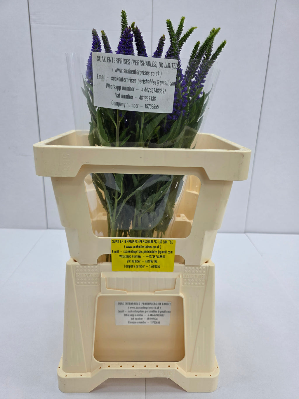 Farm Fresh Veronica Skyler Blue (Bunch of 20stems, Length 55cm)