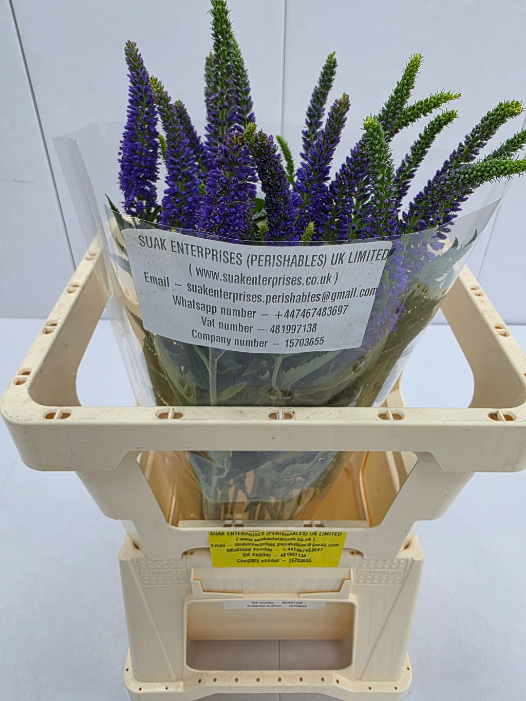 Farm Fresh Veronica Skyler Blue (Bunch of 20stems, Length 55cm)