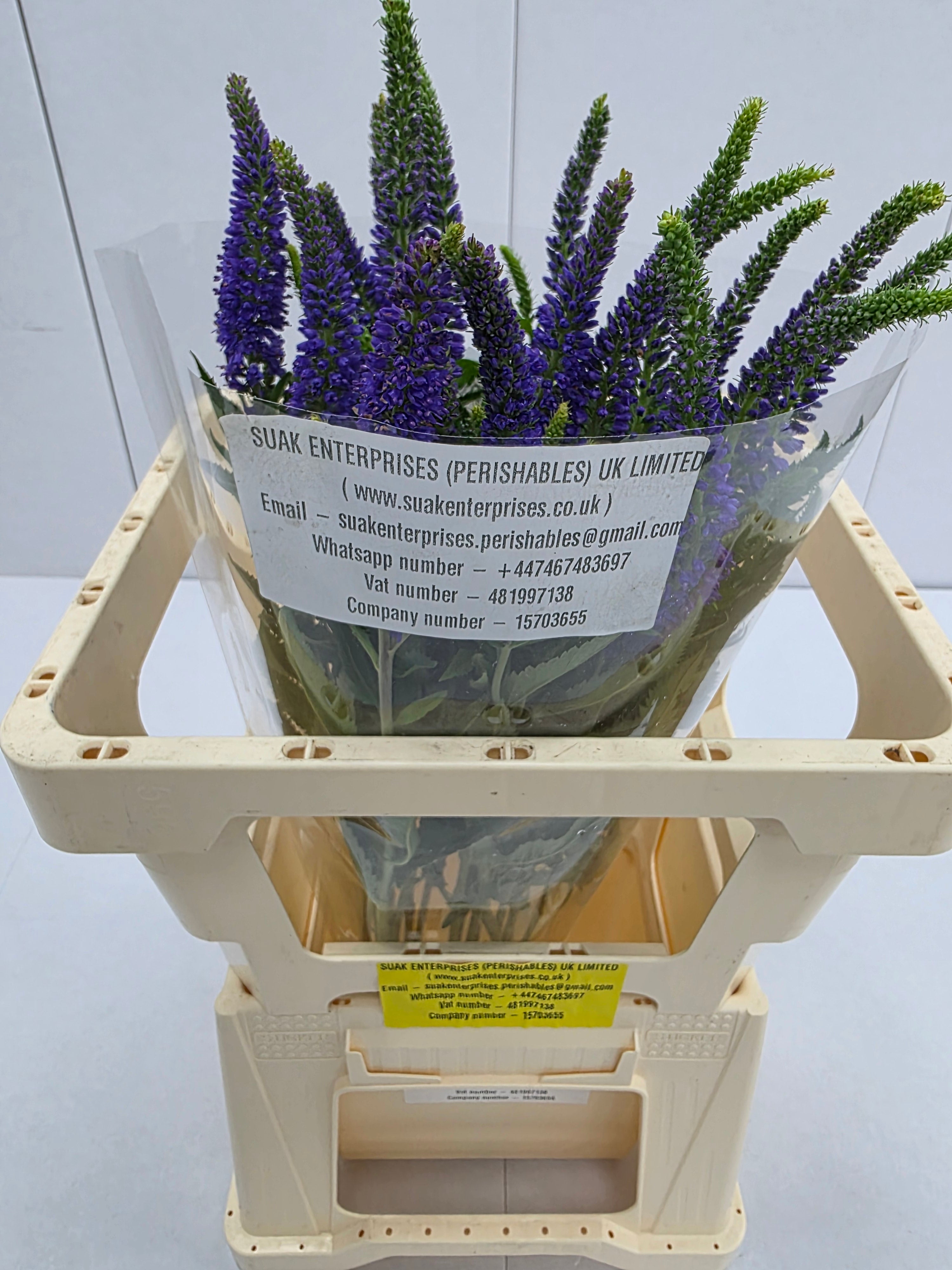 Farm Fresh Veronica Skyler Blue (Bunch of 20stems, Length 55cm)