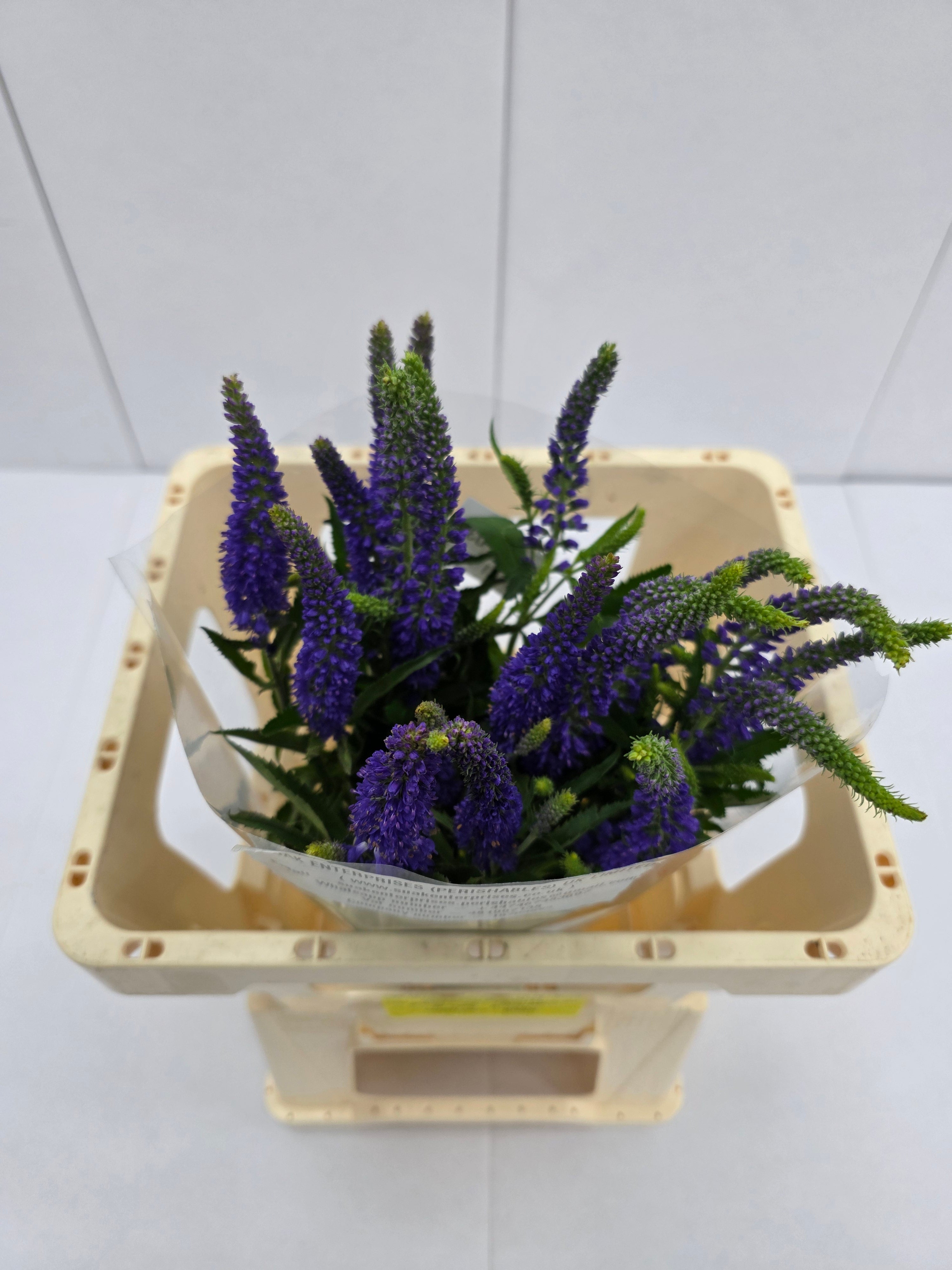 Farm Fresh Veronica Skyler Blue (Bunch of 20stems, Length 55cm)
