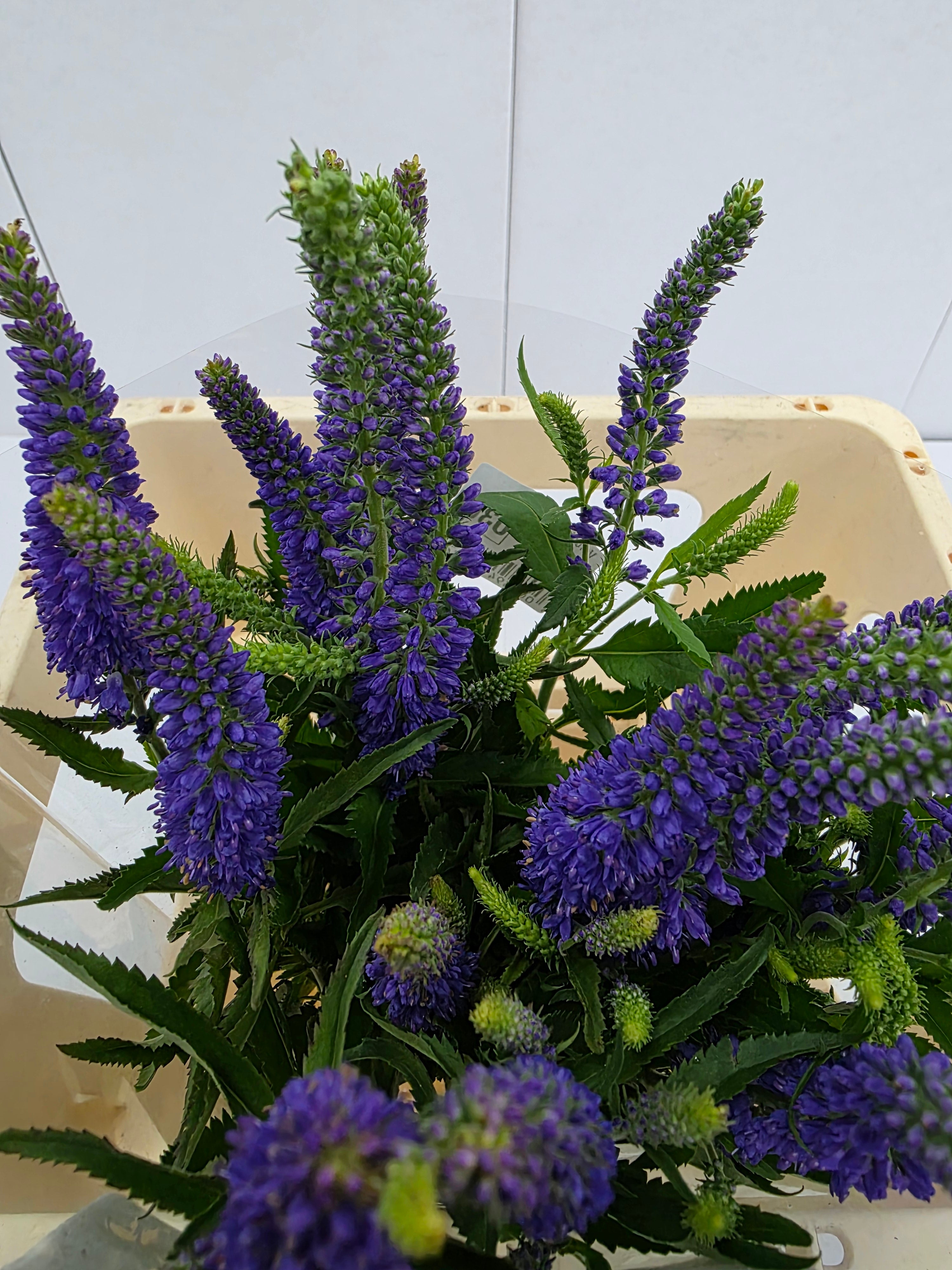Farm Fresh Veronica Skyler Blue (Bunch of 20stems, Length 55cm)