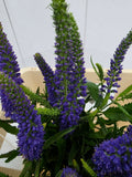 Farm Fresh Veronica Skyler Blue (Bunch of 20stems, Length 55cm)