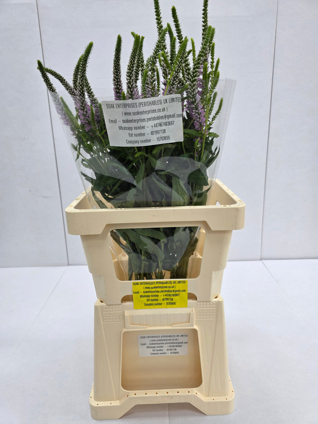 Farm Fresh Veronica Skyler Pink (Bunch of 20stems, Length 65cm)