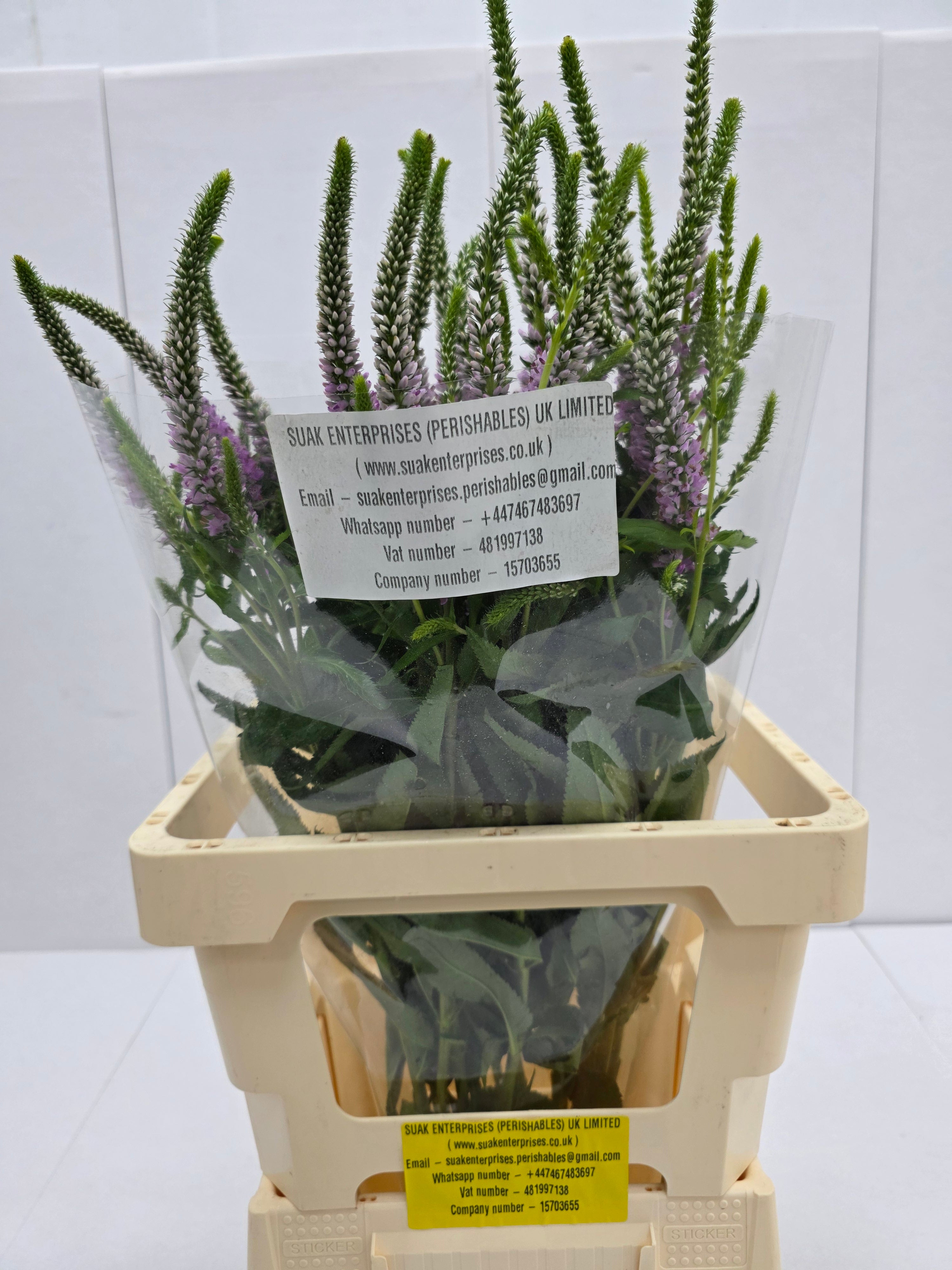 Farm Fresh Veronica Skyler Pink (Bunch of 20stems, Length 65cm)