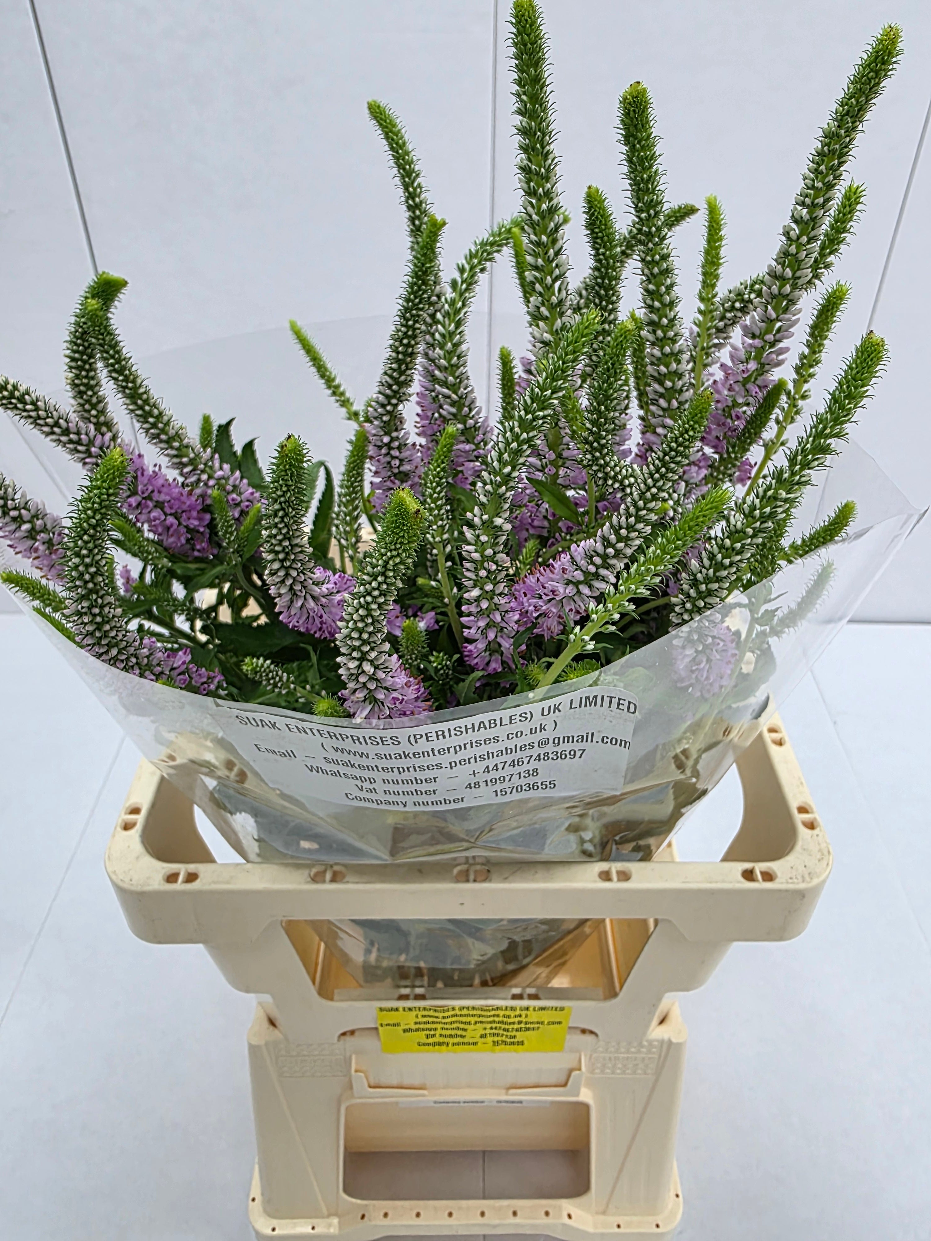 Farm Fresh Veronica Skyler Pink (Bunch of 20stems, Length 65cm)