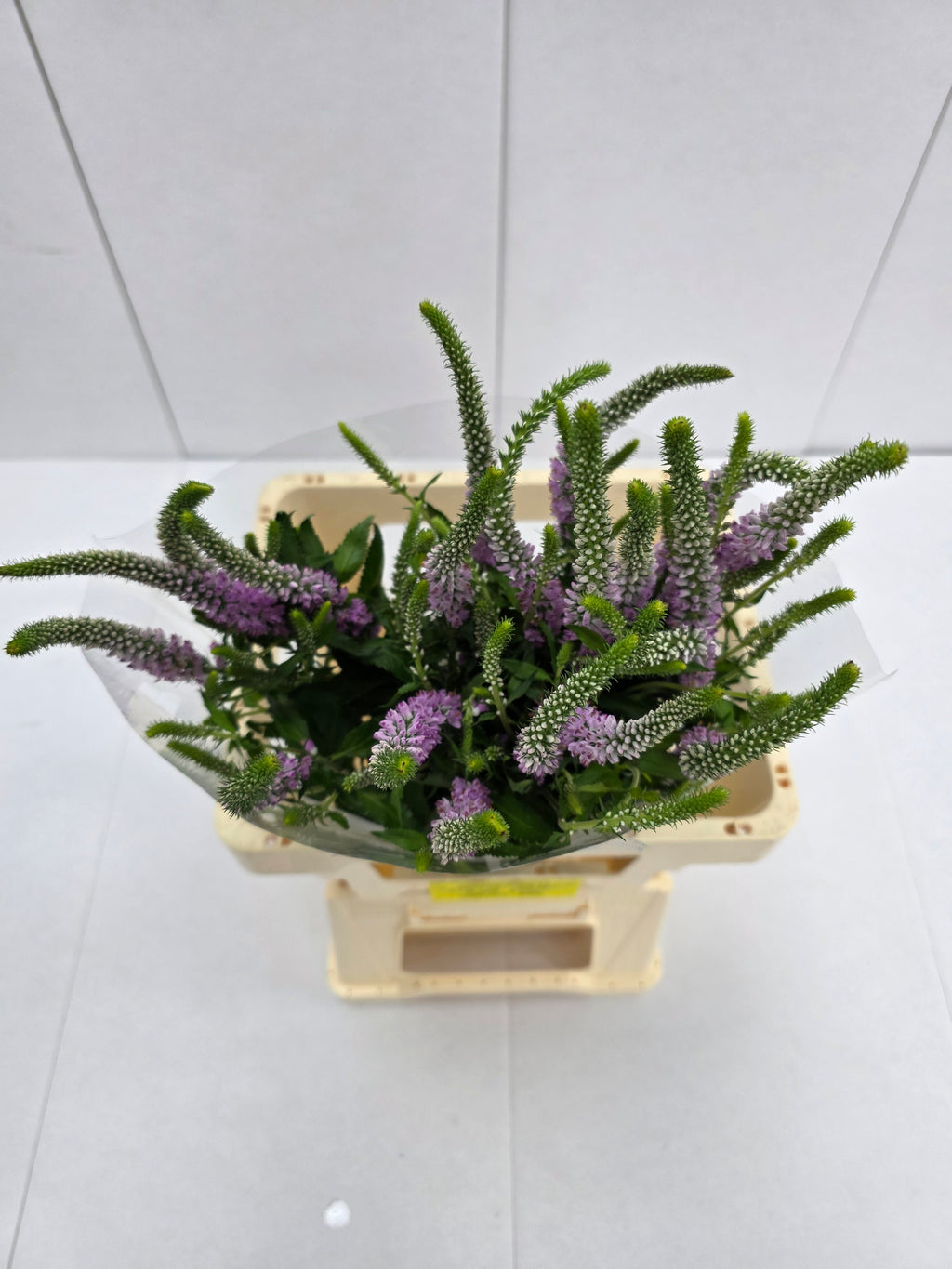Farm Fresh Veronica Skyler Pink (Bunch of 20stems, Length 65cm)