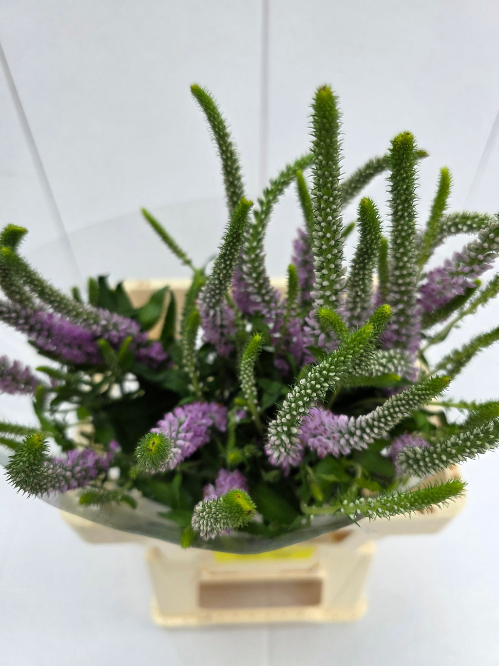 Farm Fresh Veronica Skyler Pink (Bunch of 20stems, Length 65cm)