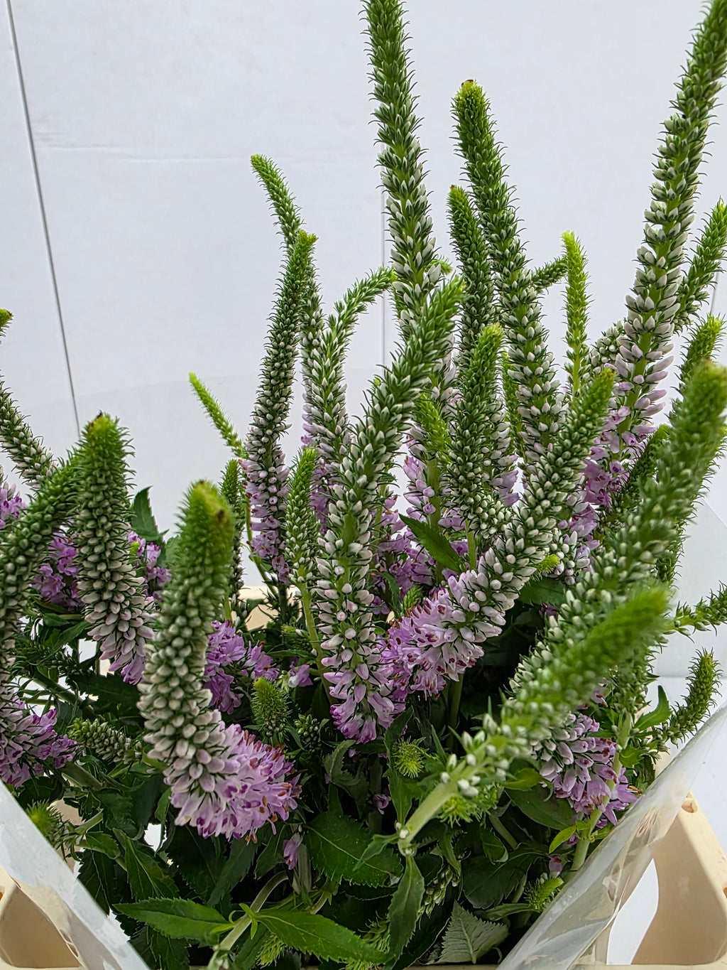 Farm Fresh Veronica Skyler Pink (Bunch of 20stems, Length 65cm)