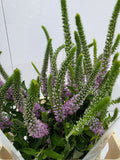 Farm Fresh Veronica Skyler Pink (Bunch of 20stems, Length 65cm)