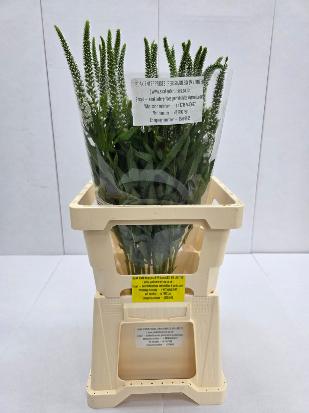 Farm Fresh Veronica Skyler White (Bunch of 20stems, Length 65cm)