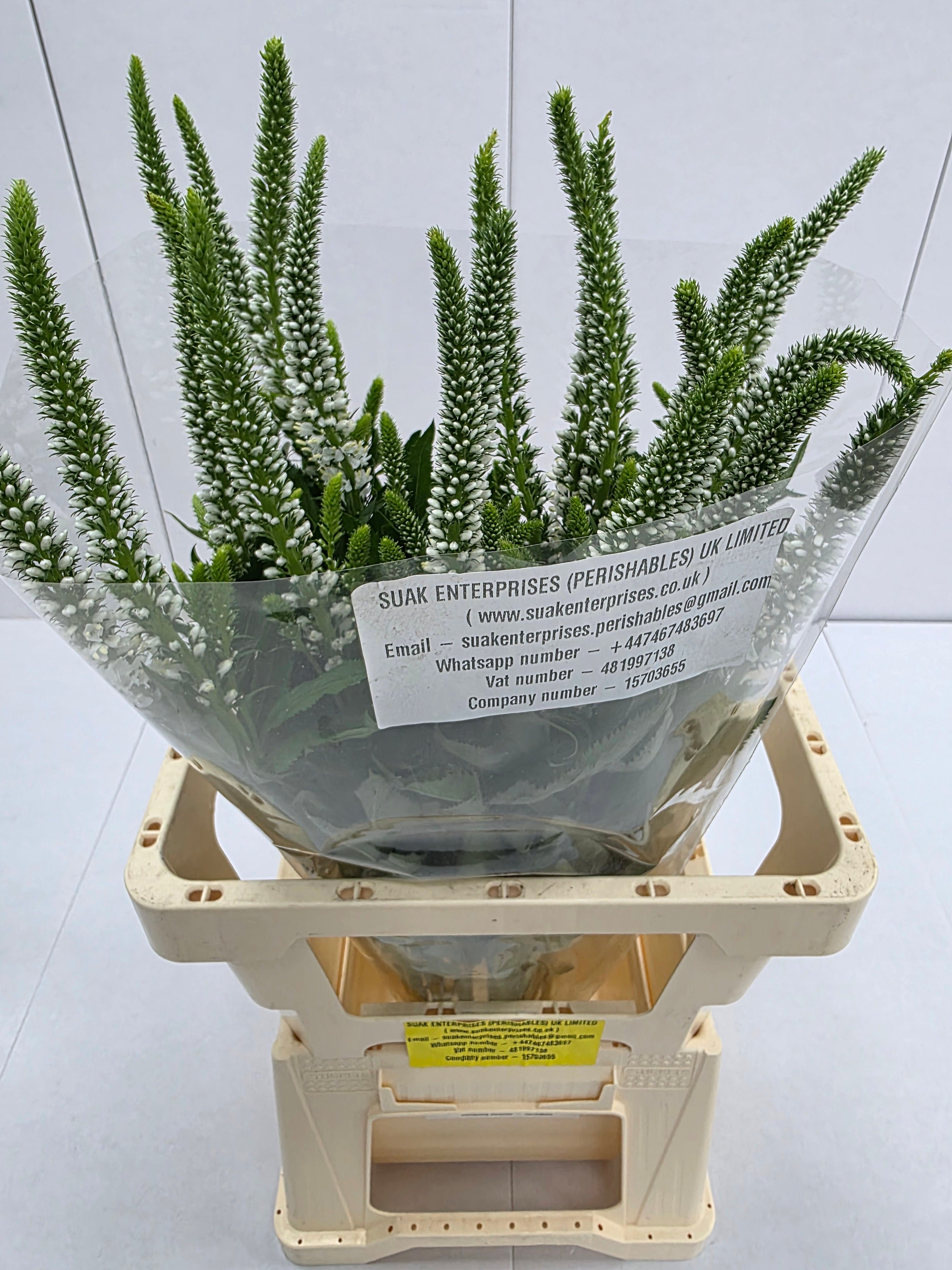 Farm Fresh Veronica Skyler White (Bunch of 20stems, Length 65cm)