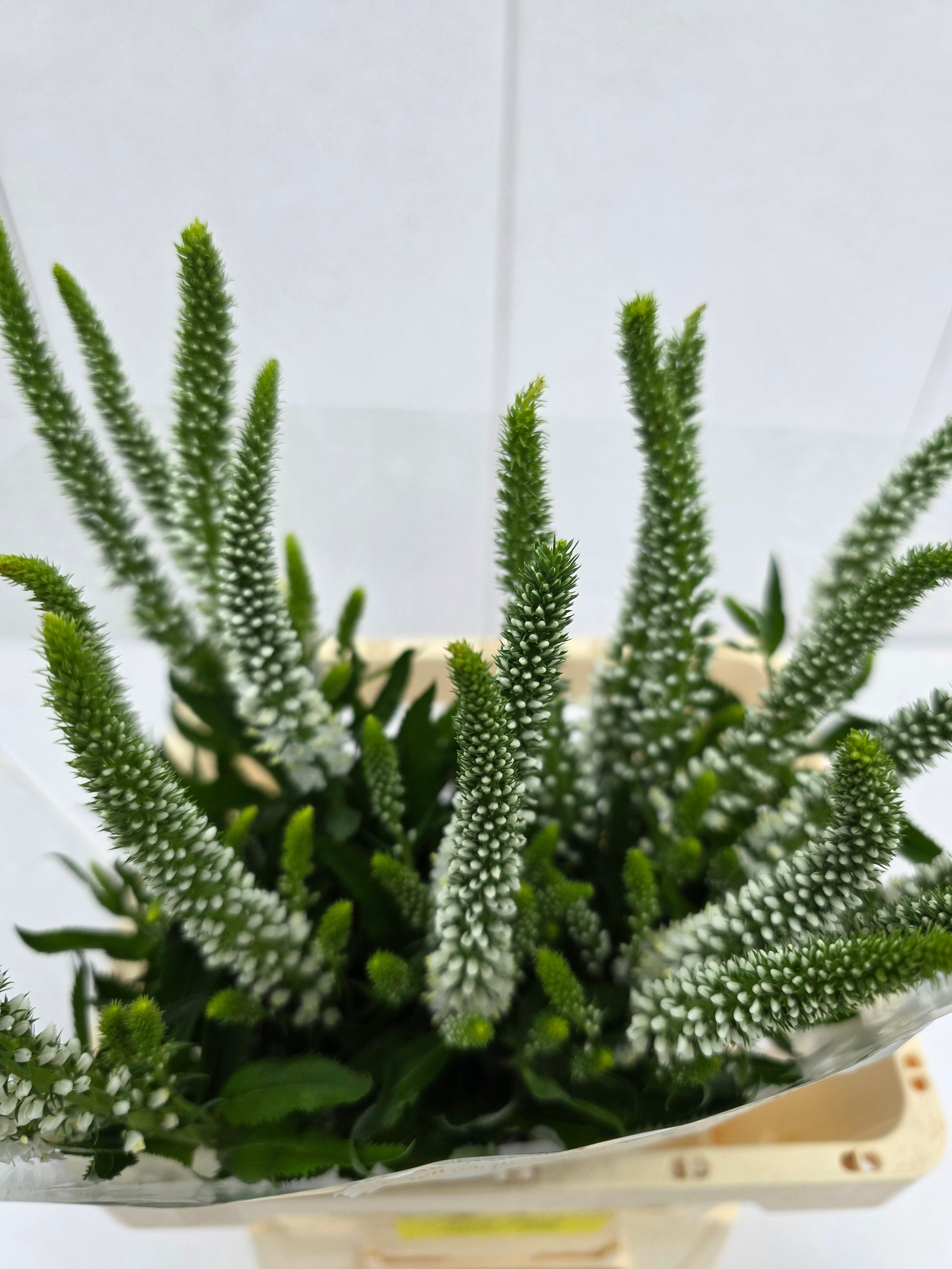 Farm Fresh Veronica Skyler White (Bunch of 20stems, Length 65cm)