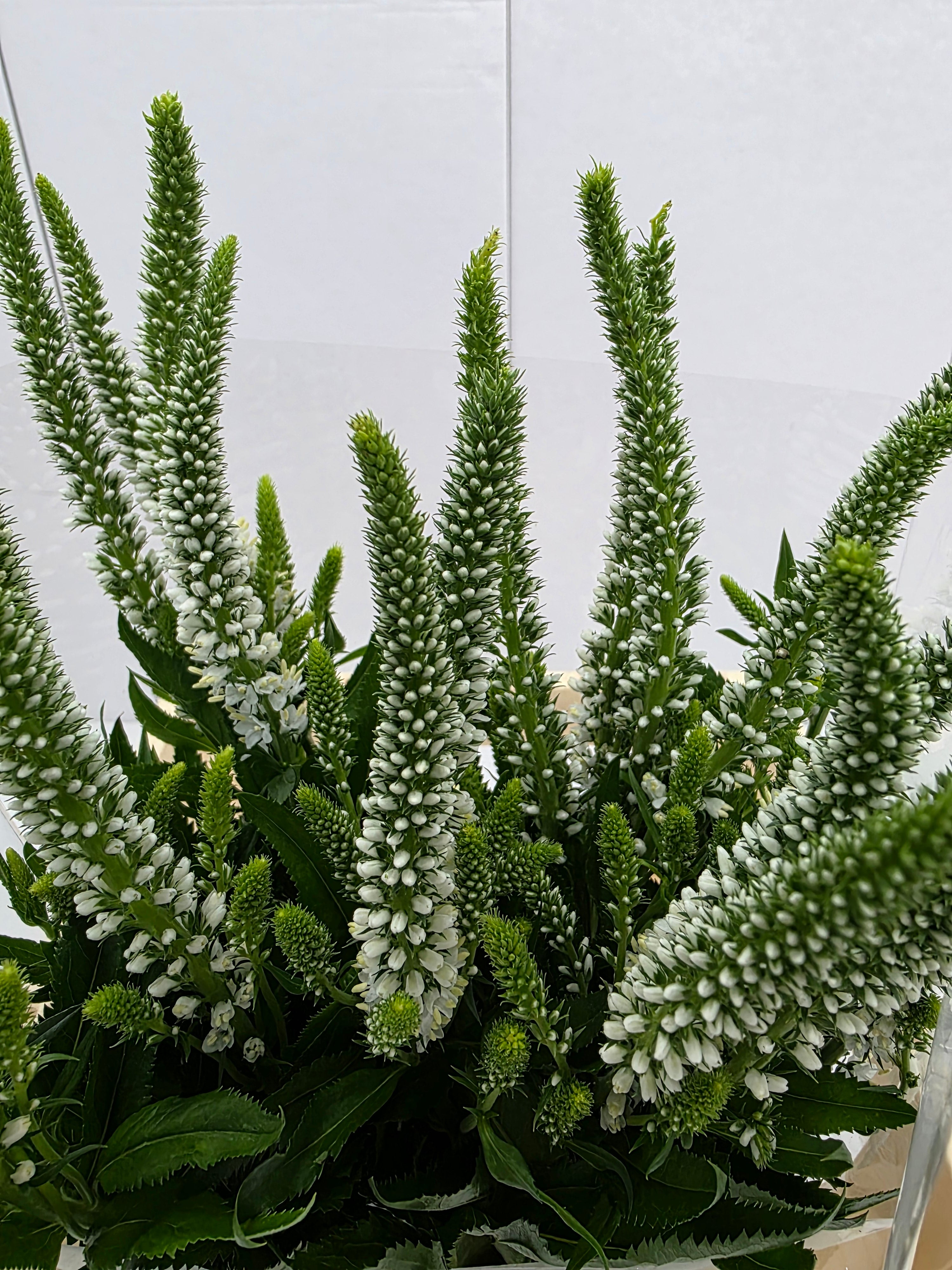 Farm Fresh Veronica Skyler White (Bunch of 20stems, Length 65cm)