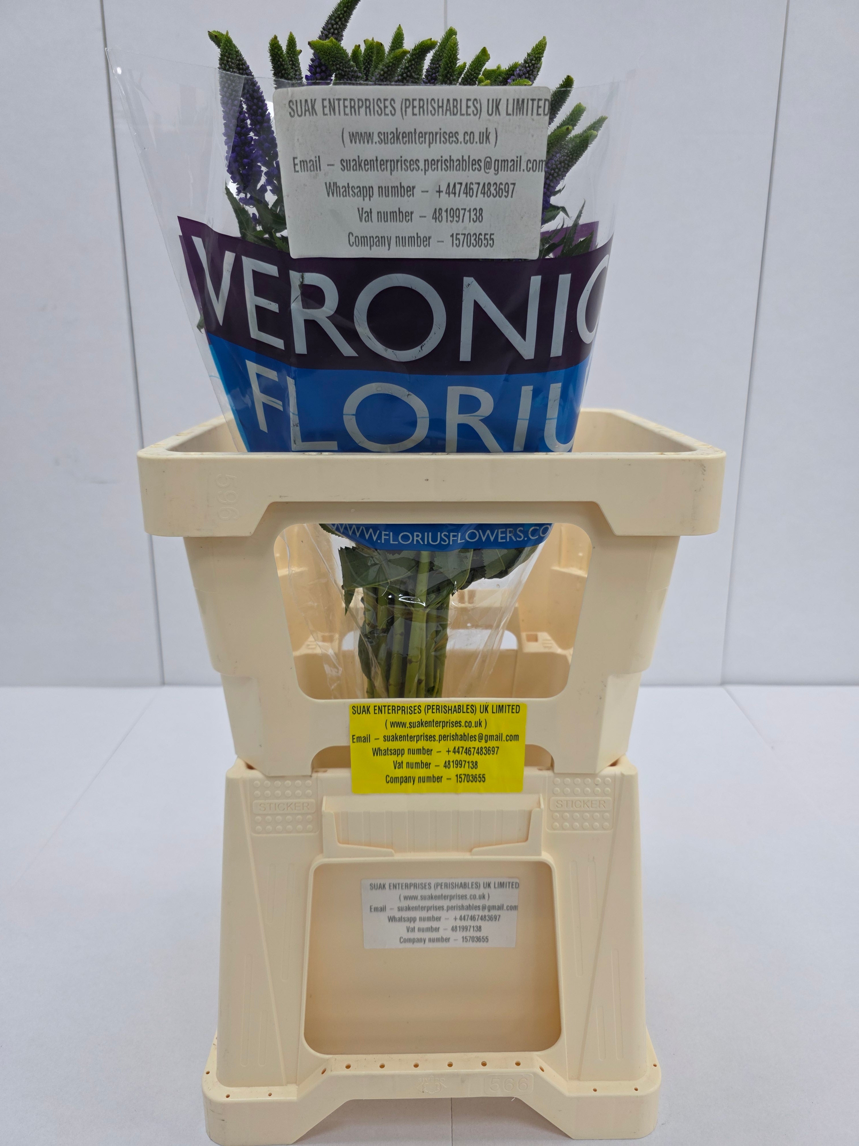 Farm Fresh Veronica Spray Diana (Bunch of 20stems, Length 60cm)