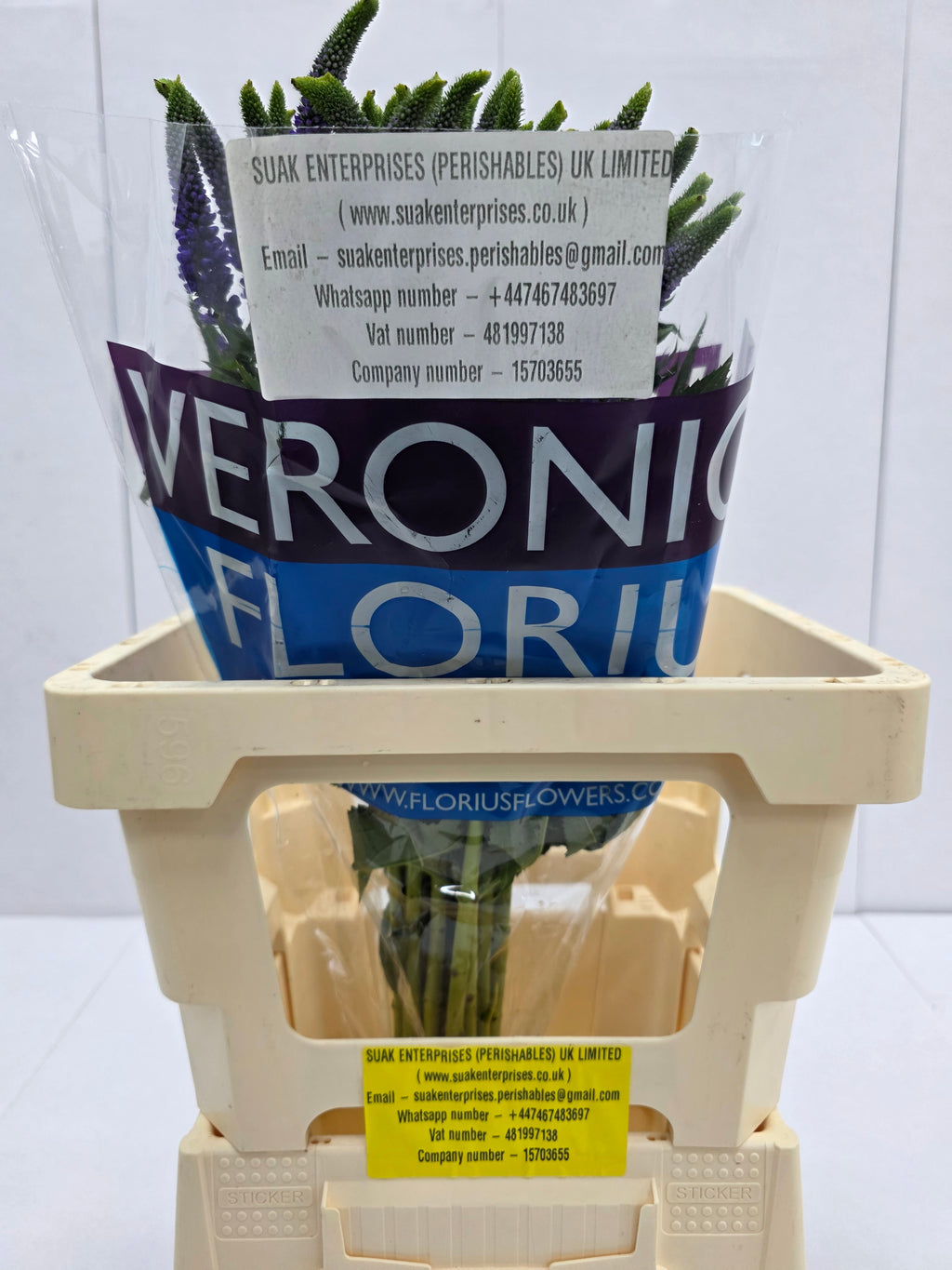 Farm Fresh Veronica Spray Diana (Bunch of 20stems, Length 60cm)