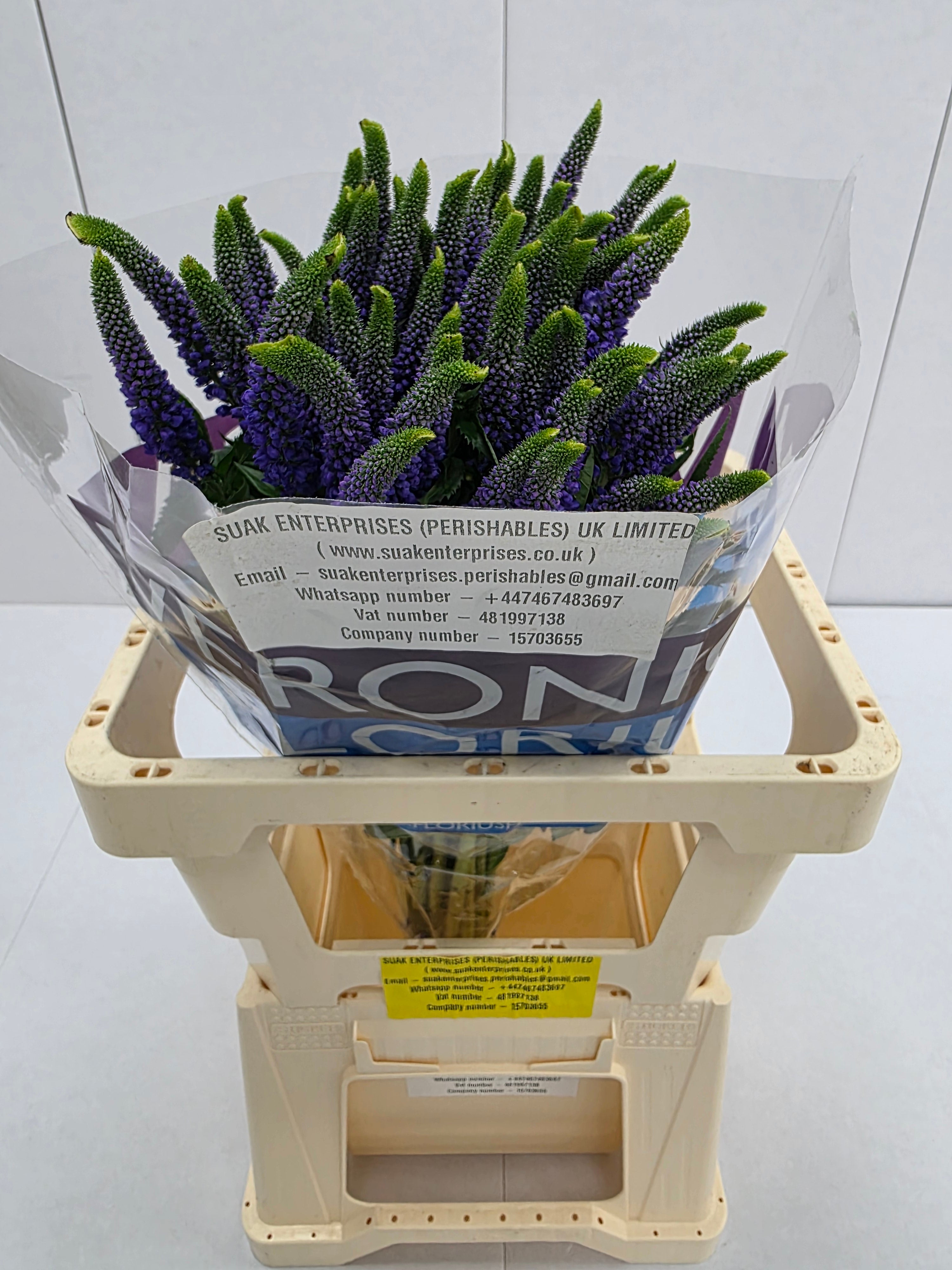 Farm Fresh Veronica Spray Diana (Bunch of 20stems, Length 60cm)