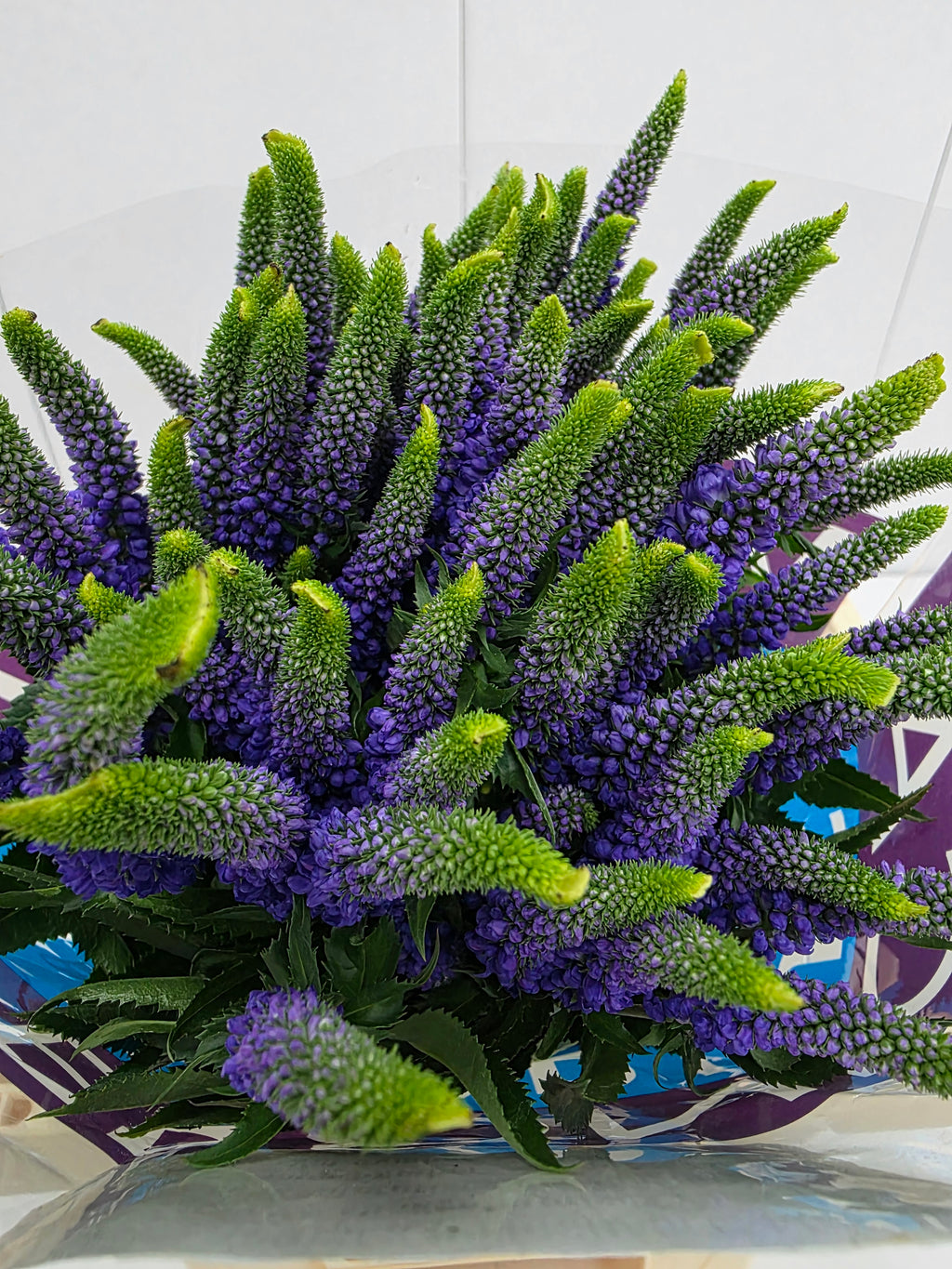 Farm Fresh Veronica Spray Diana (Bunch of 20stems, Length 60cm)