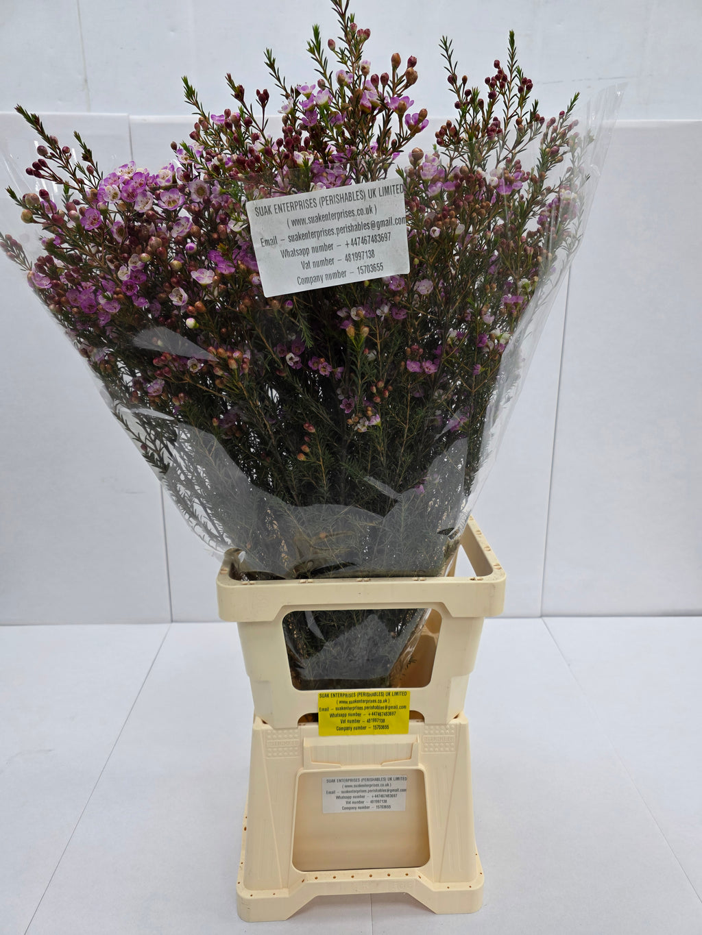 Farm Fresh Chame Wax Adi (Bunch of 25 stems, Length 50-60cm)