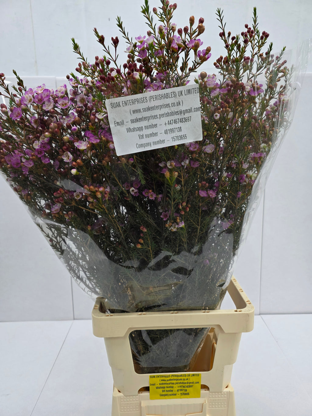 Farm Fresh Chame Wax Adi (Bunch of 25 stems, Length 50-60cm)