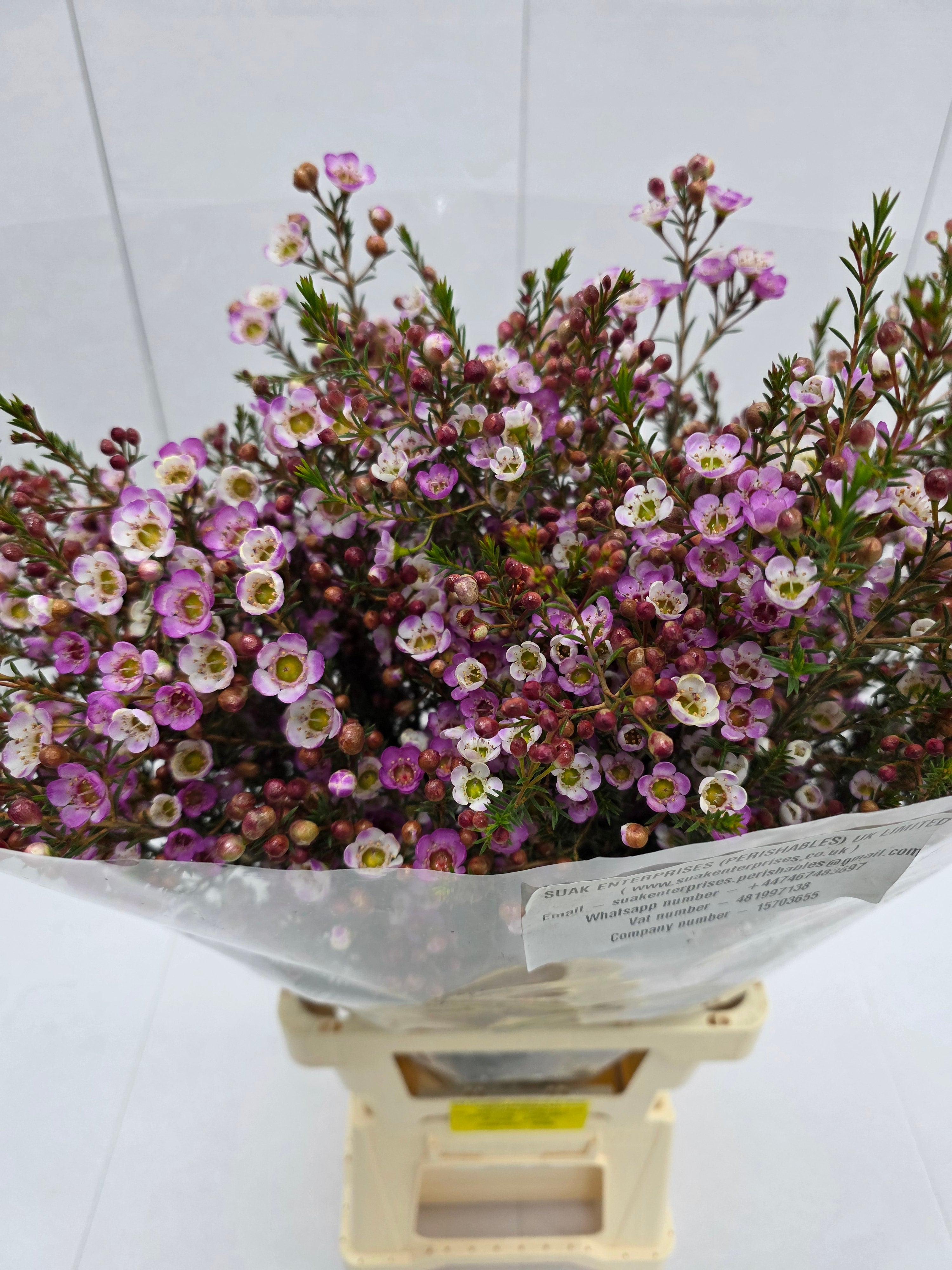 Farm Fresh Chame Wax Adi (Bunch of 25 stems, Length 50-60cm)