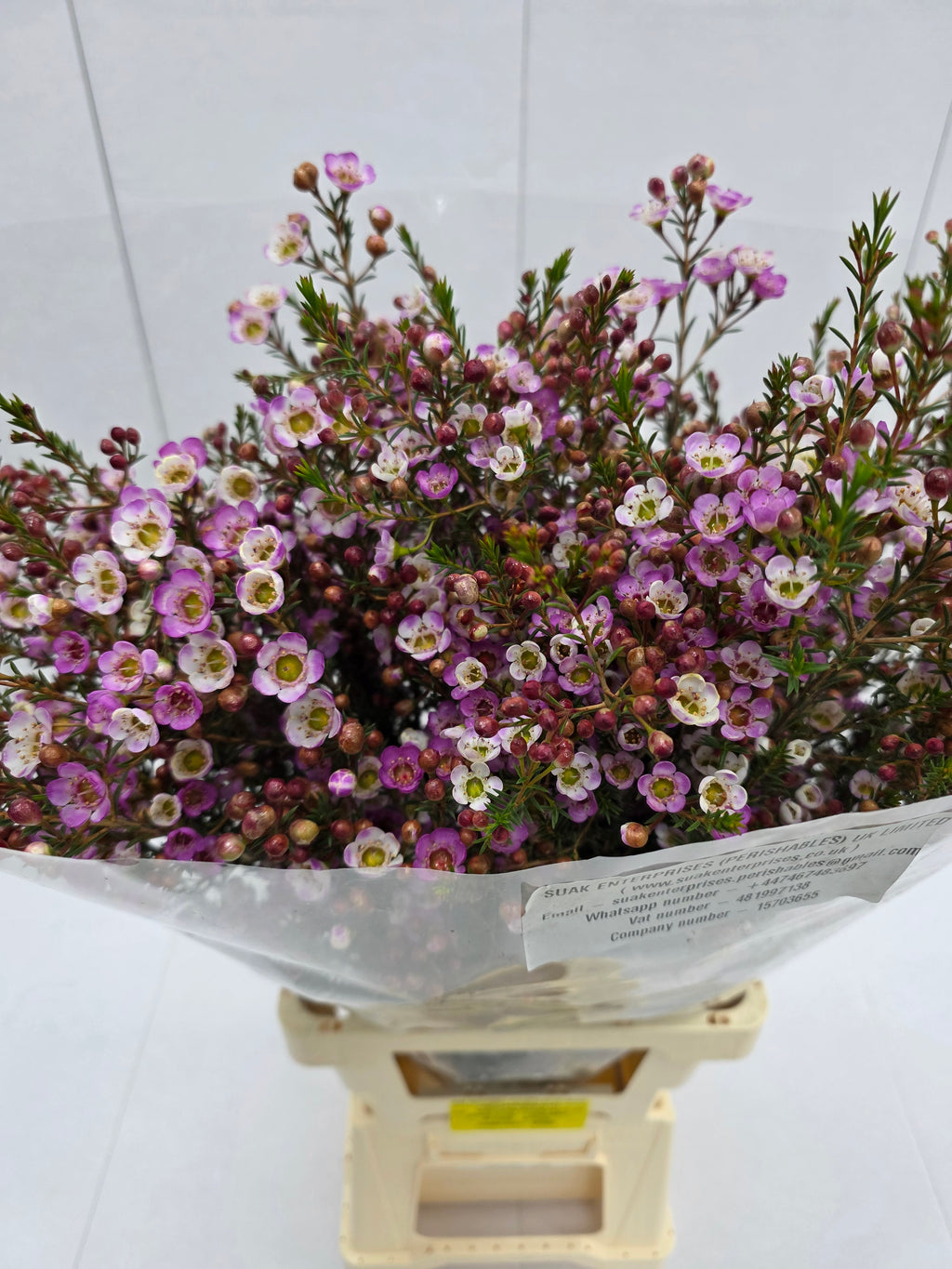 Farm Fresh Chame Wax Adi (Bunch of 25 stems, Length 70-80cm)