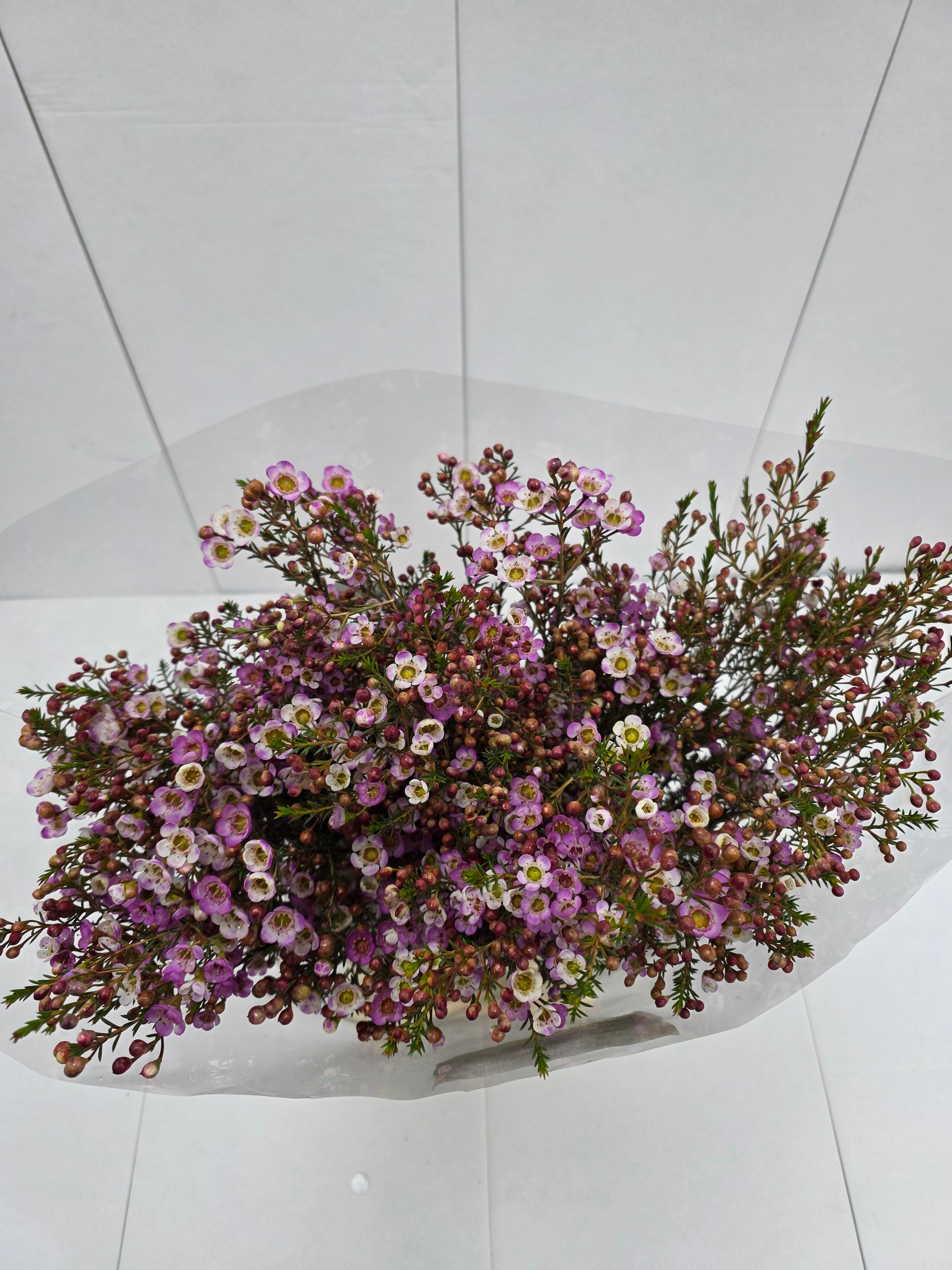 Farm Fresh Chame Wax Adi (Bunch of 25 stems, Length 50-60cm)