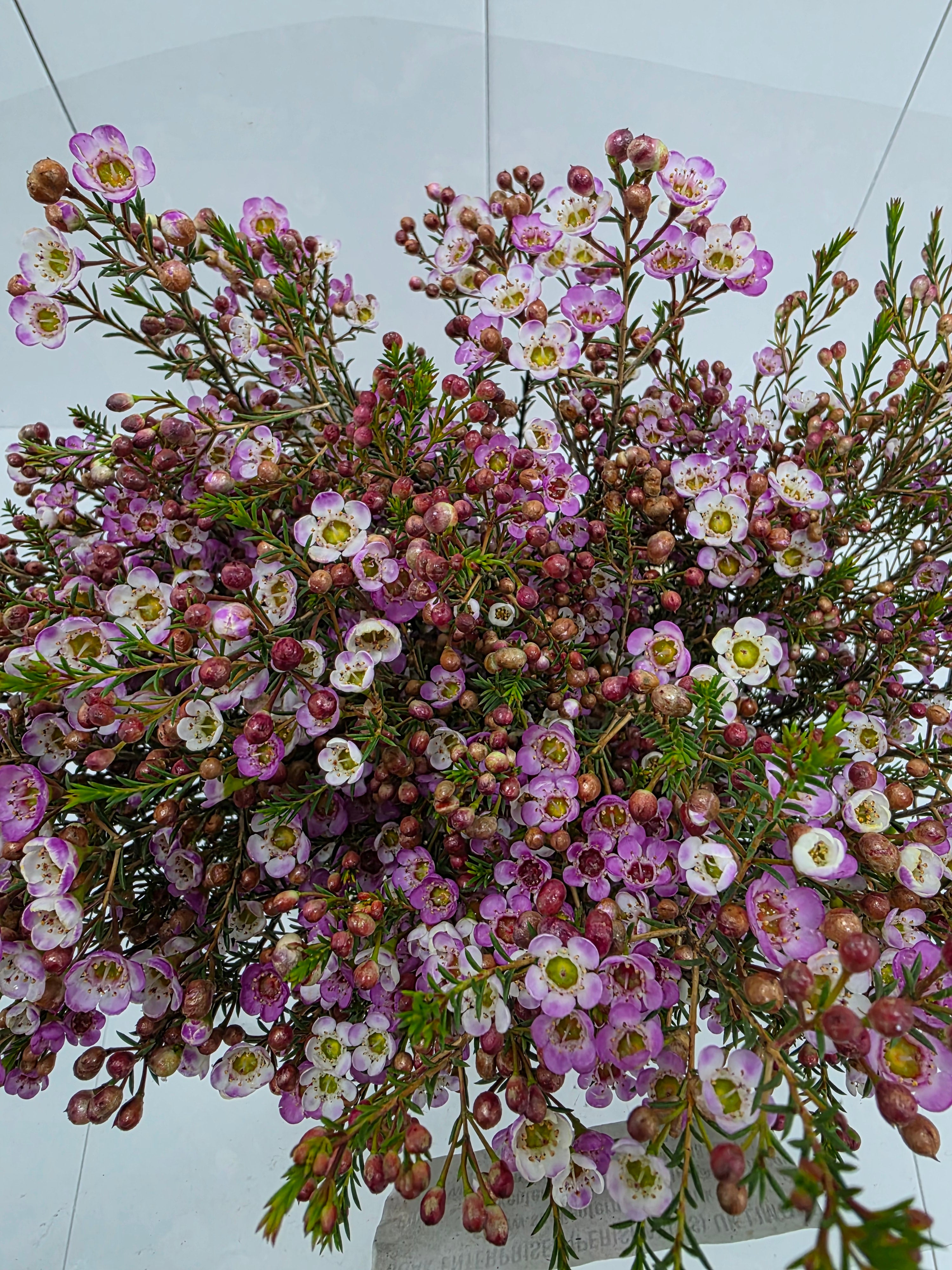 Farm Fresh Chame Wax Adi (Bunch of 25 stems, Length 50-60cm)