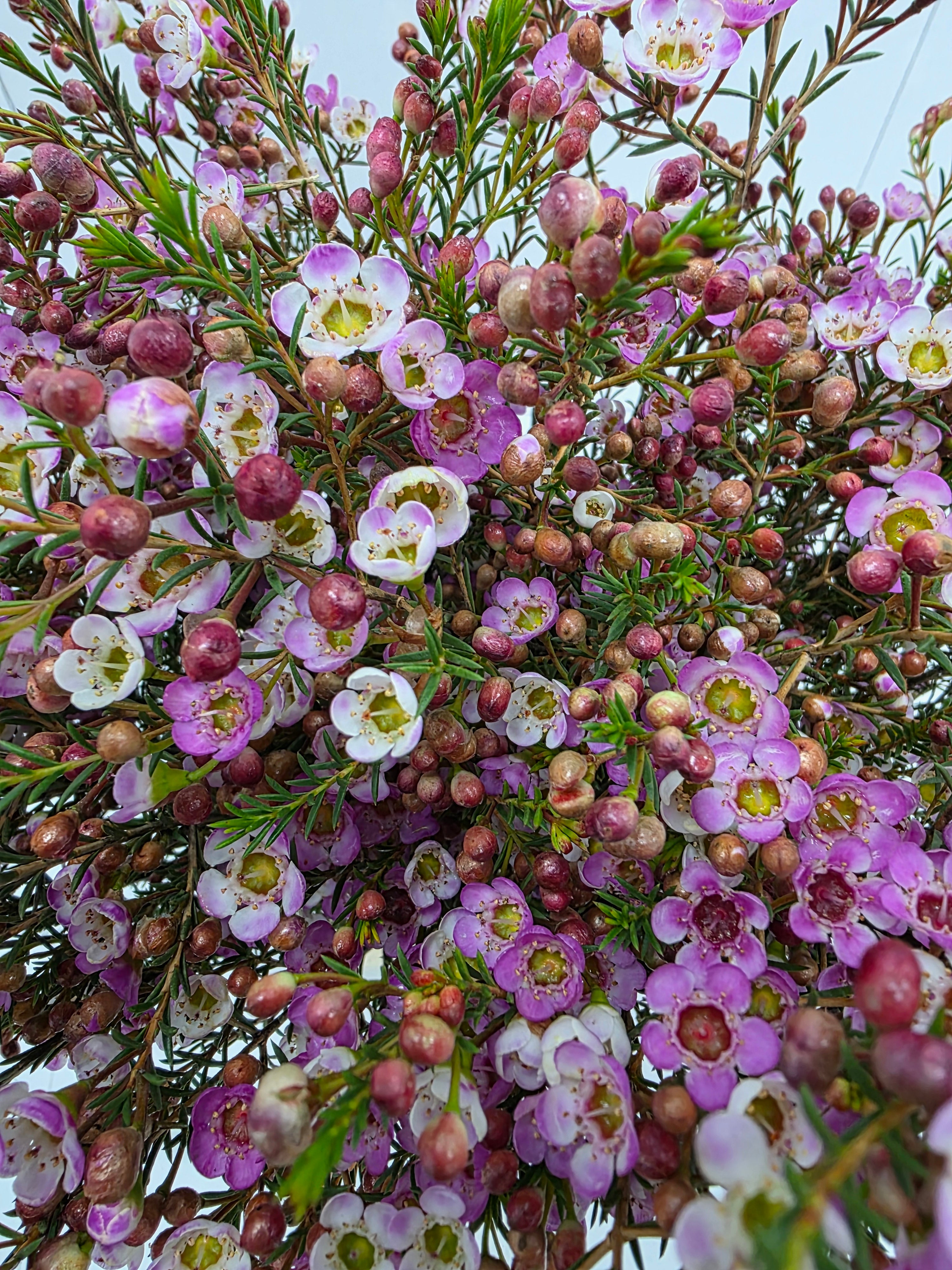 Farm Fresh Chame Wax Adi (Bunch of 25 stems, Length 50-60cm)