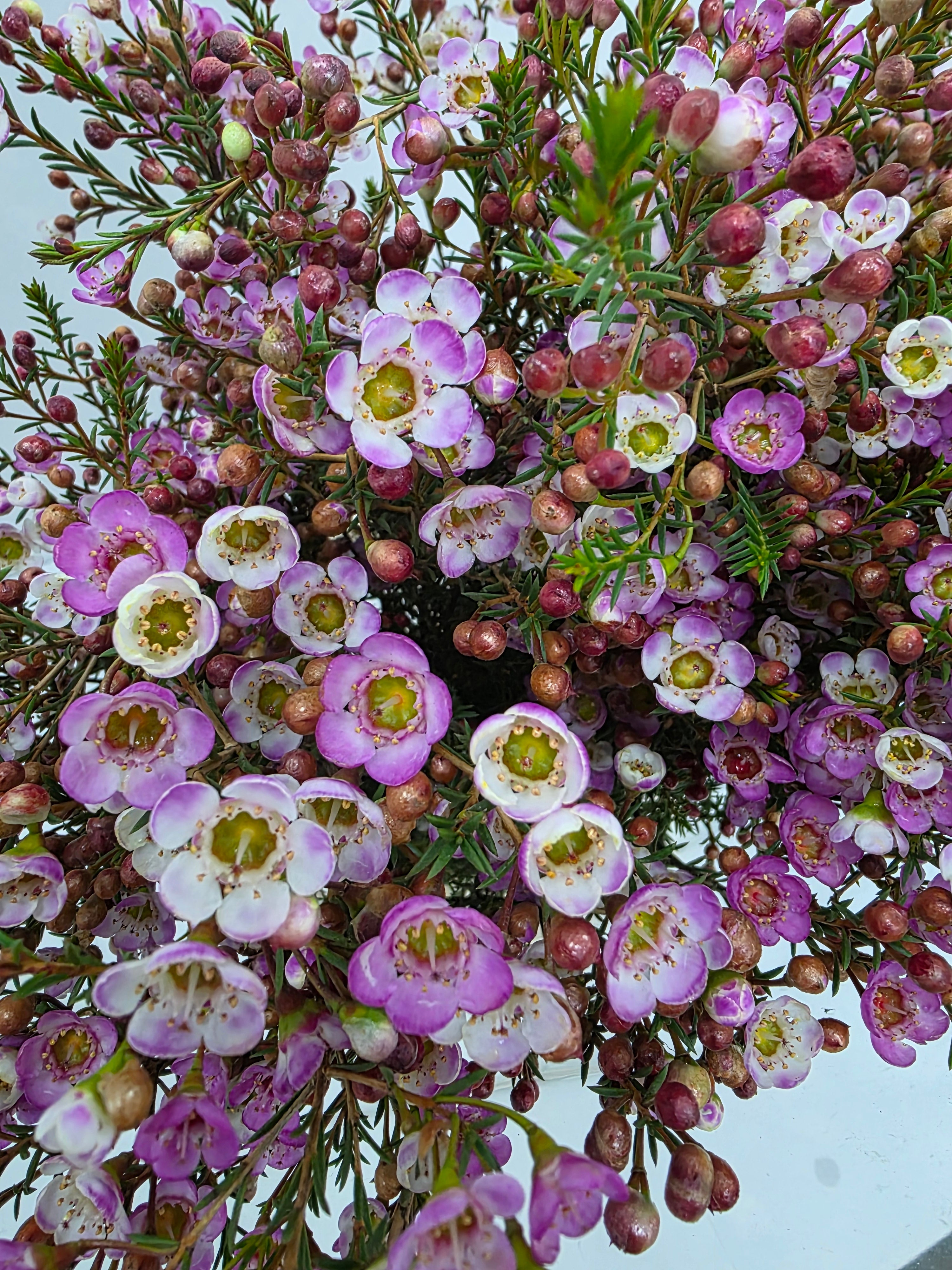 Farm Fresh Chame Wax Adi (Bunch of 25 stems, Length 50-60cm)