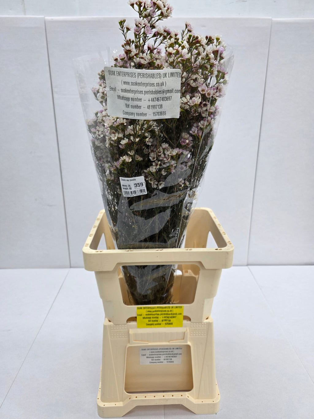 Farm Fresh Chame Wax Blondie(Bunch of 25 stems, Length 80cm)