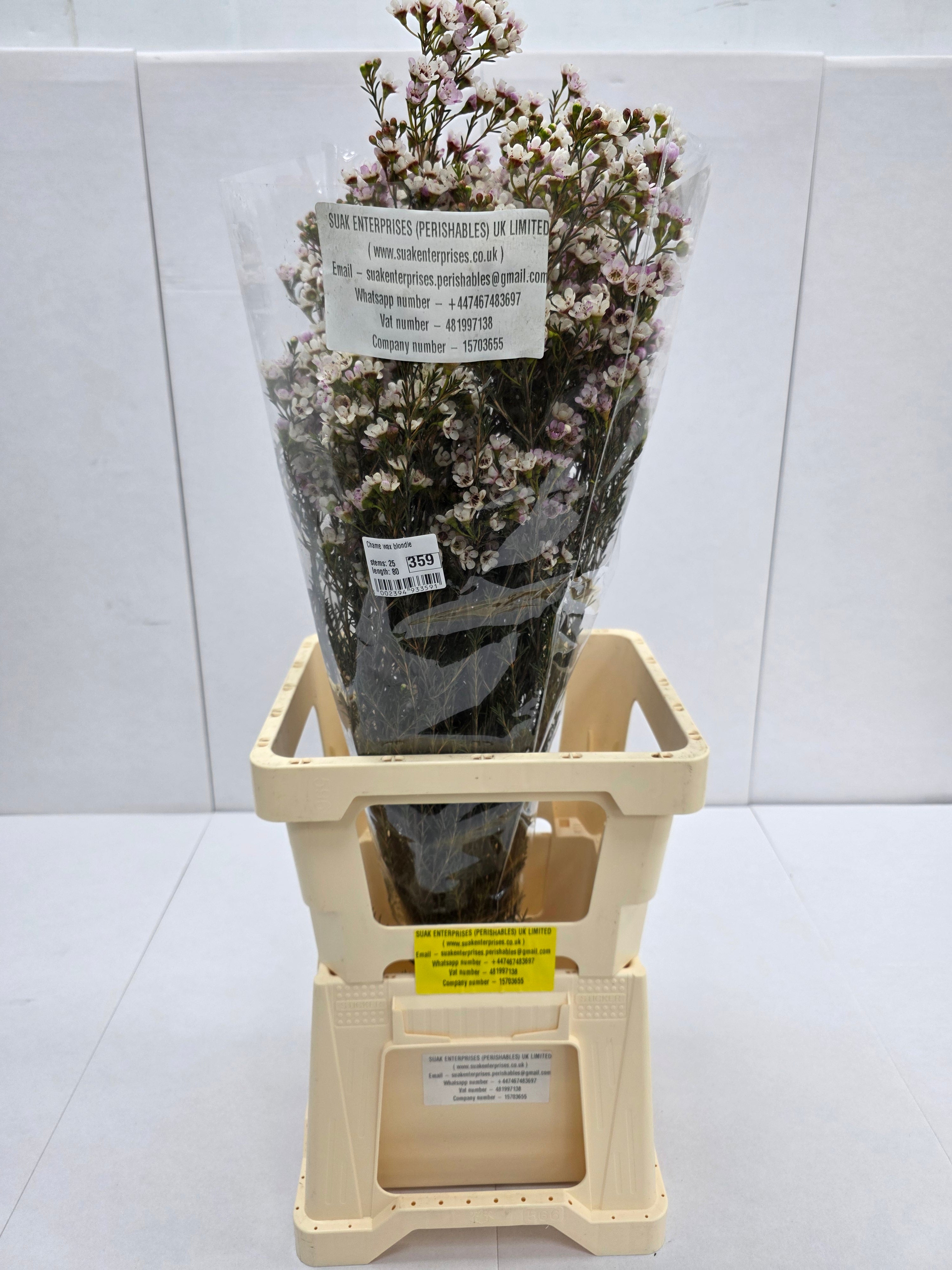 Farm Fresh Chame Wax Blondie(Bunch of 25 stems, Length 80cm)