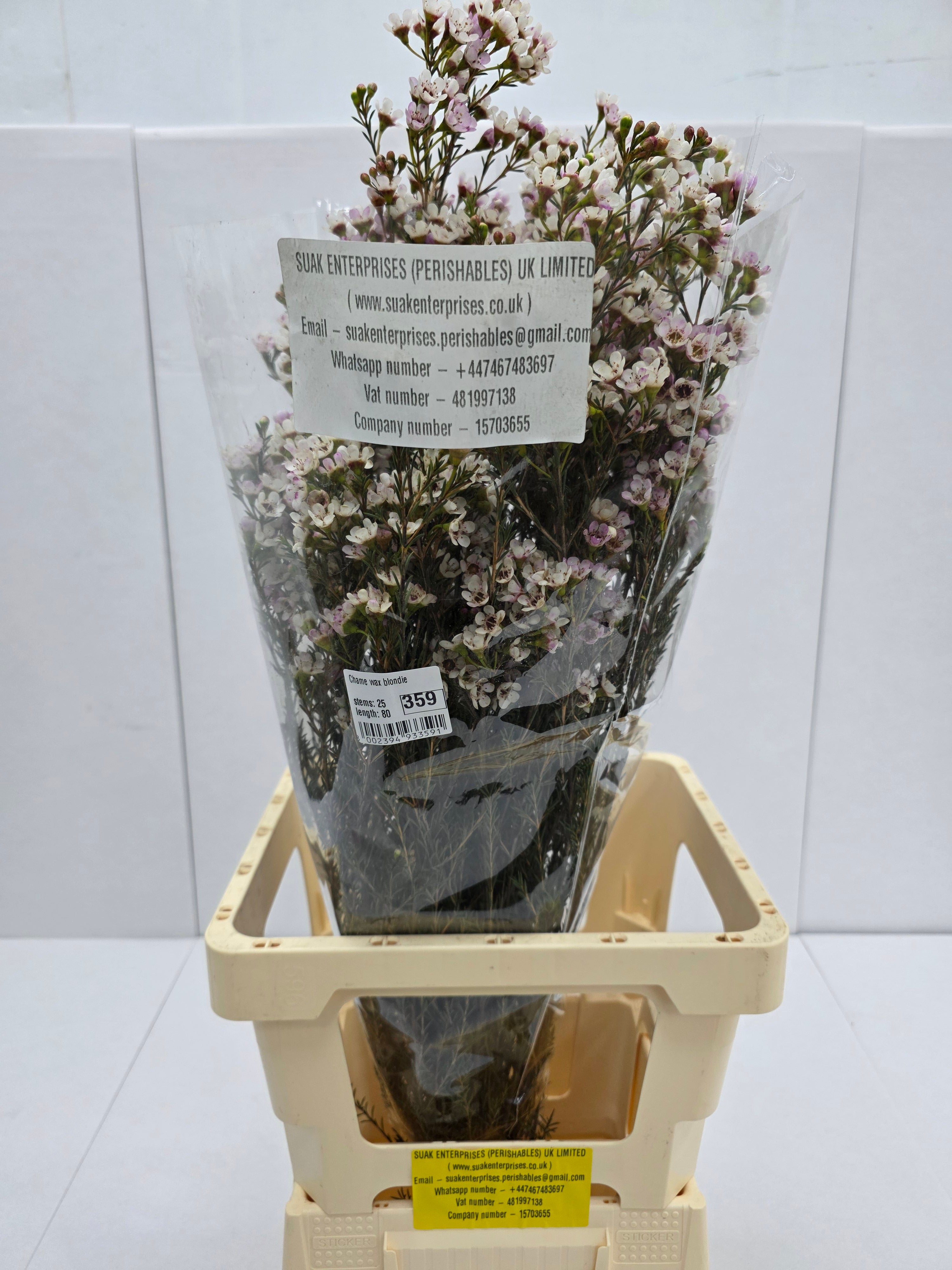 Farm Fresh Chame Wax Blondie(Bunch of 25 stems, Length 80cm)