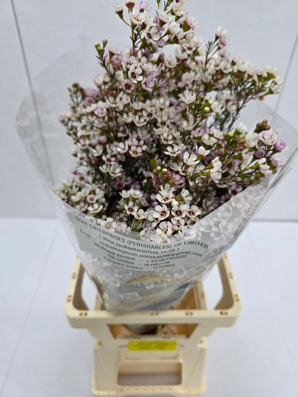Farm Fresh Chame Wax Blondie(Bunch of 25 stems, Length 80cm)