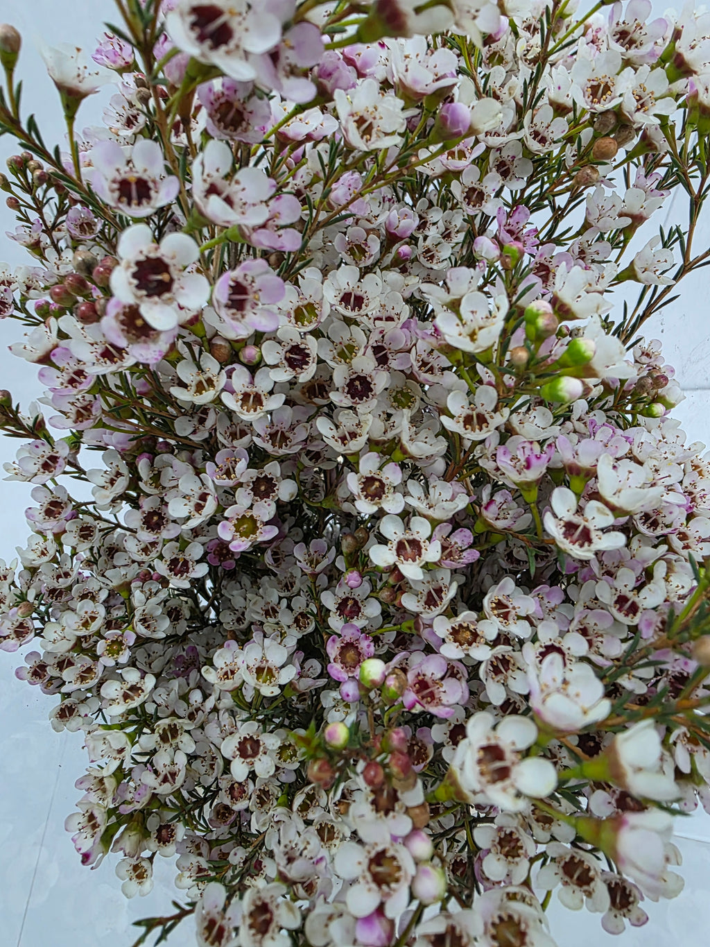 Farm Fresh Chame Wax Blondie(Bunch of 25 stems, Length 80cm)