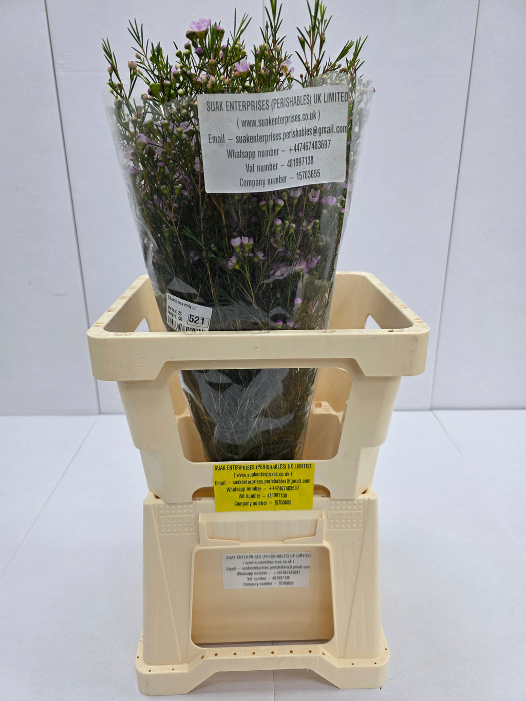 Farm Fresh Chame Wax Early Nir(Bunch of 25 stems, Length 60cm)