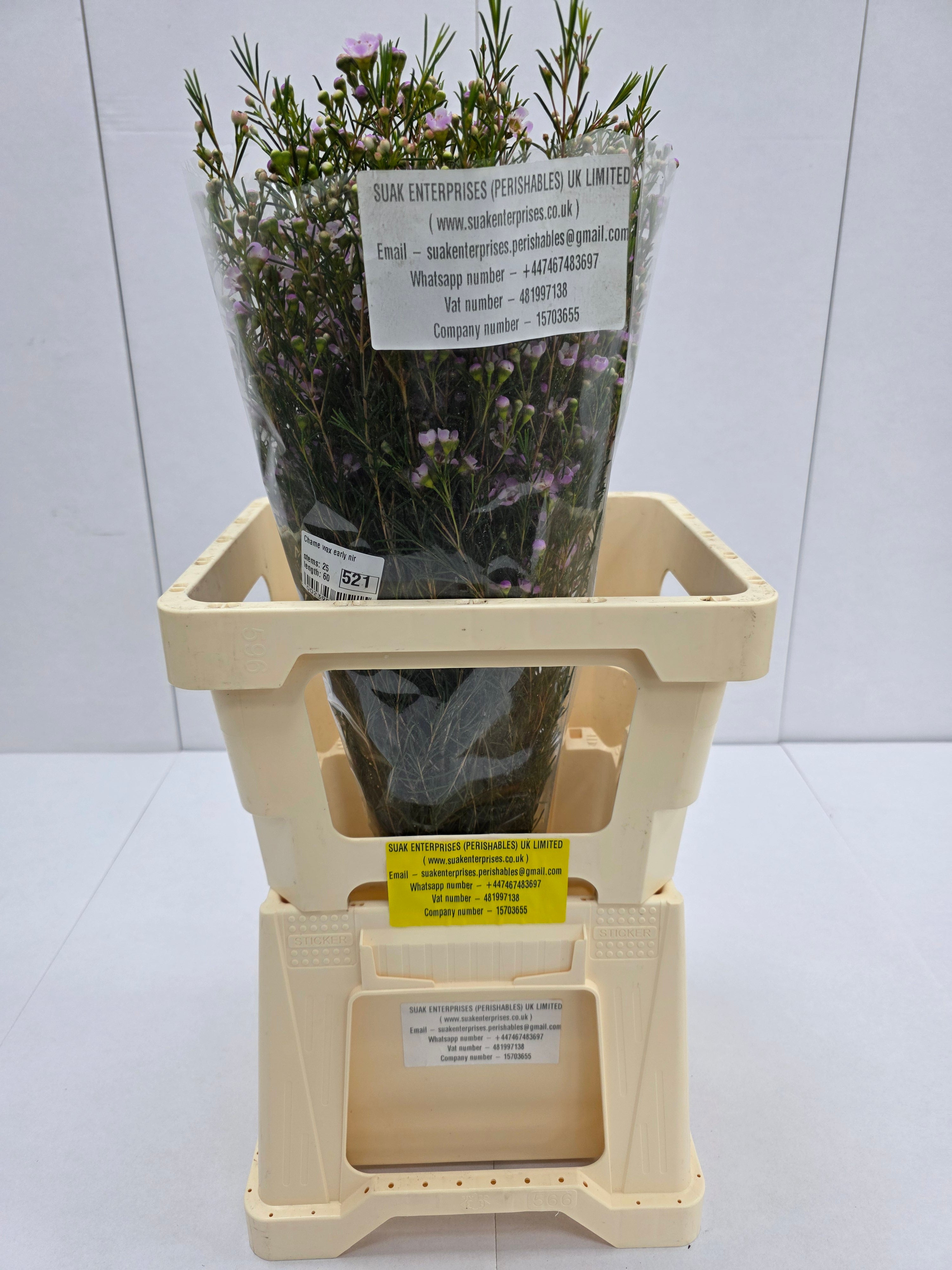 Farm Fresh Chame Wax Early Nir(Bunch of 25 stems, Length 60cm)