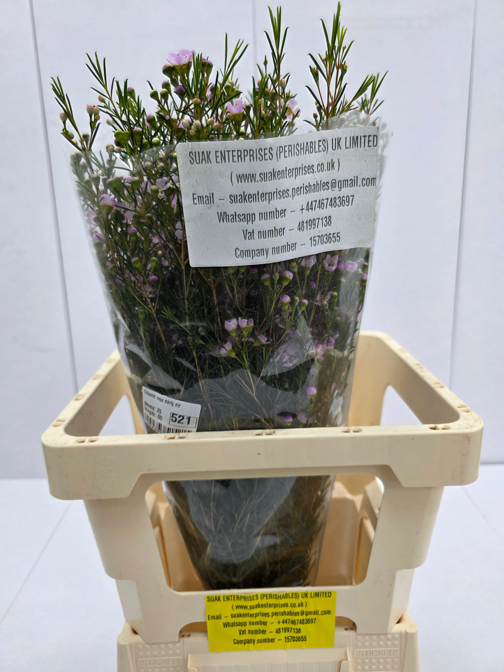 Farm Fresh Chame Wax Early Nir(Bunch of 25 stems, Length 60cm)