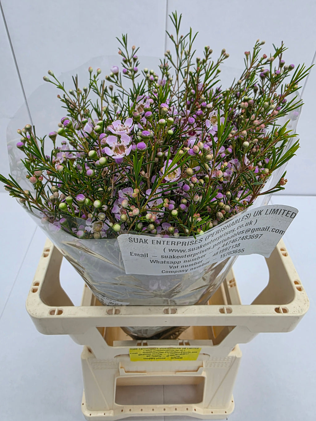 Farm Fresh Chame Wax Early Nir(Bunch of 25 stems, Length 60cm)