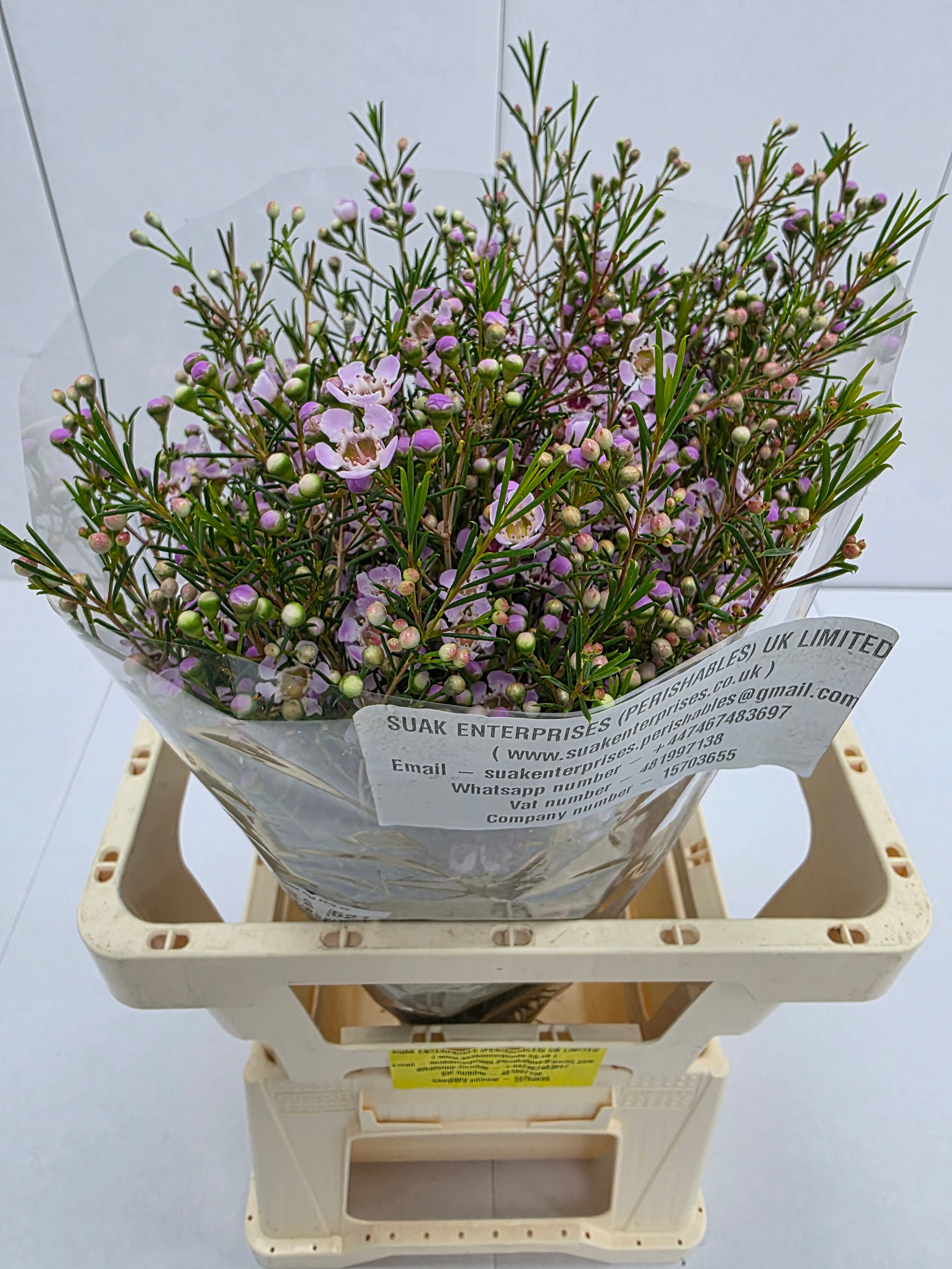 Farm Fresh Chame Wax Early Nir(Bunch of 25 stems, Length 60cm)