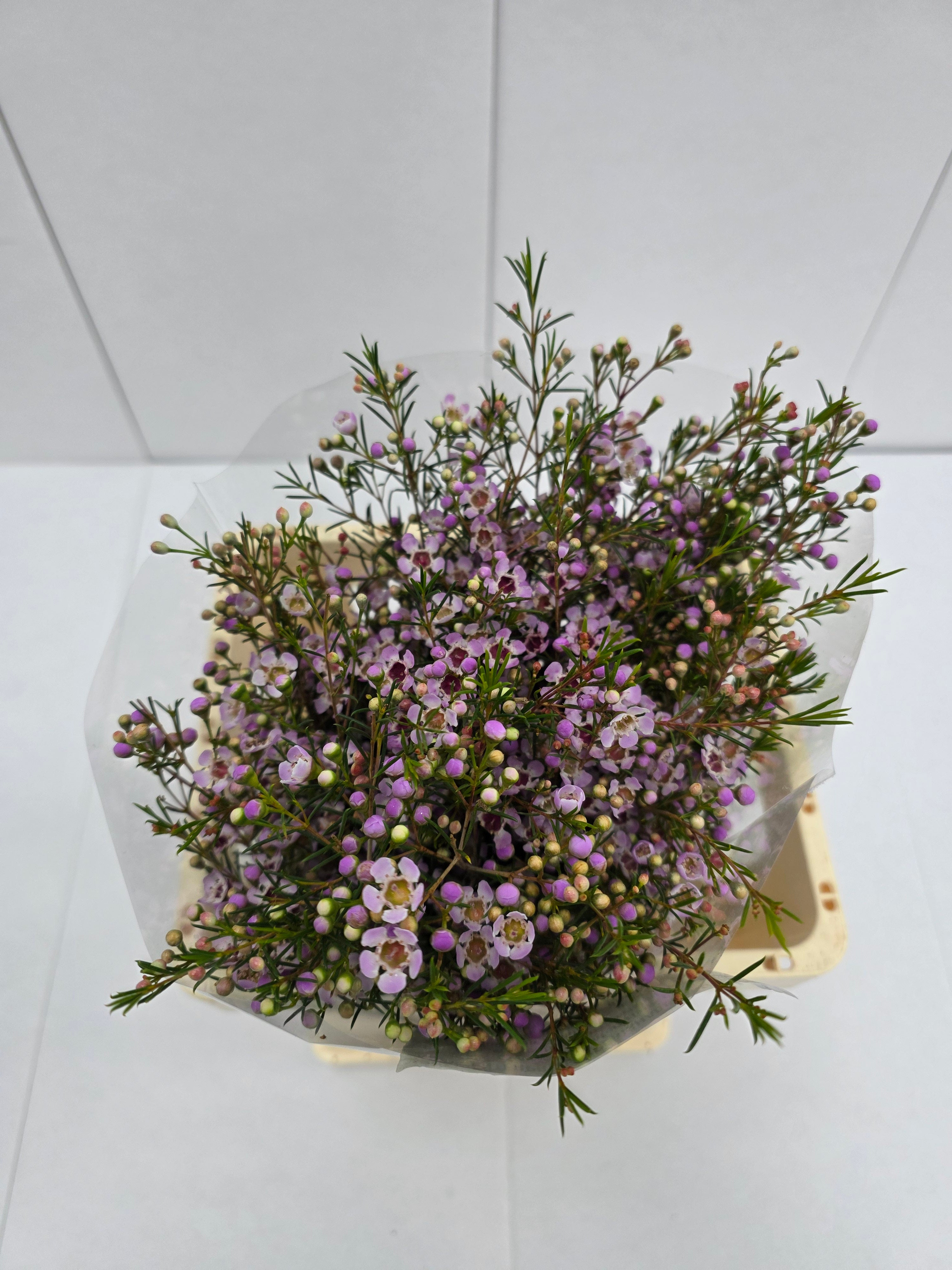 Farm Fresh Chame Wax Early Nir(Bunch of 25 stems, Length 60cm)