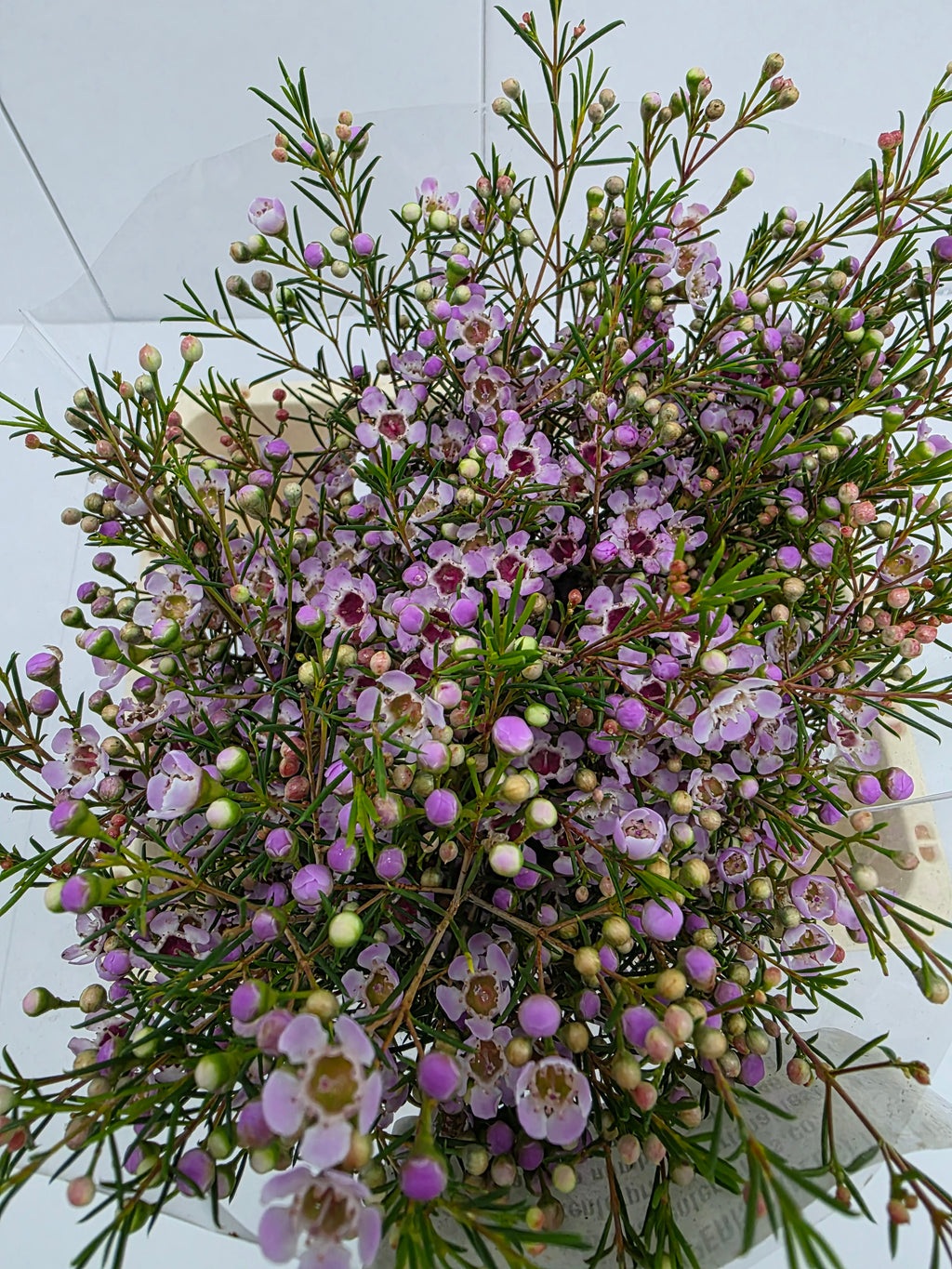 Farm Fresh Chame Wax Early Nir(Bunch of 25 stems, Length 60cm)