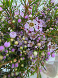 Farm Fresh Chame Wax Early Nir(Bunch of 25 stems, Length 60cm)