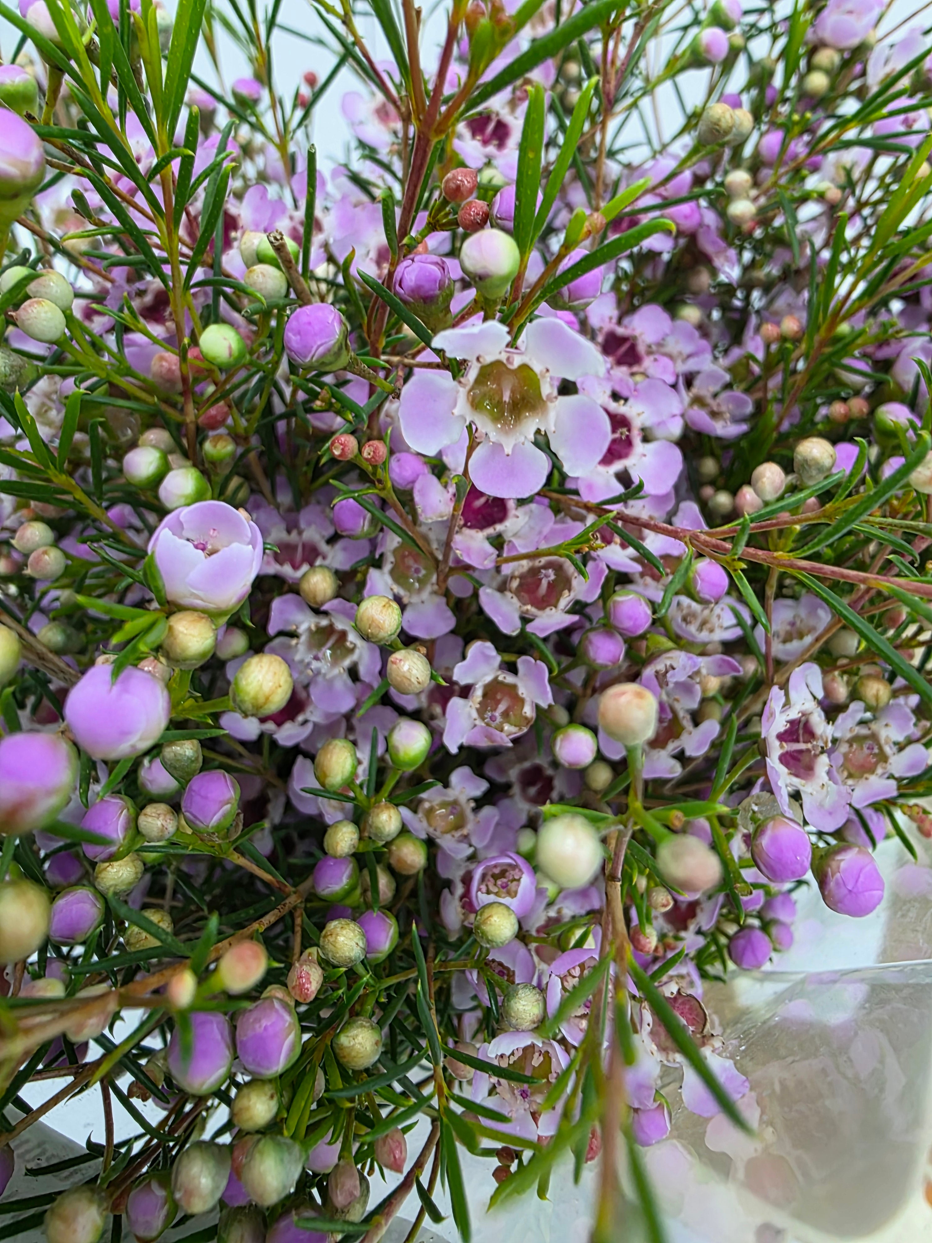 Farm Fresh Chame Wax Early Nir(Bunch of 25 stems, Length 60cm)