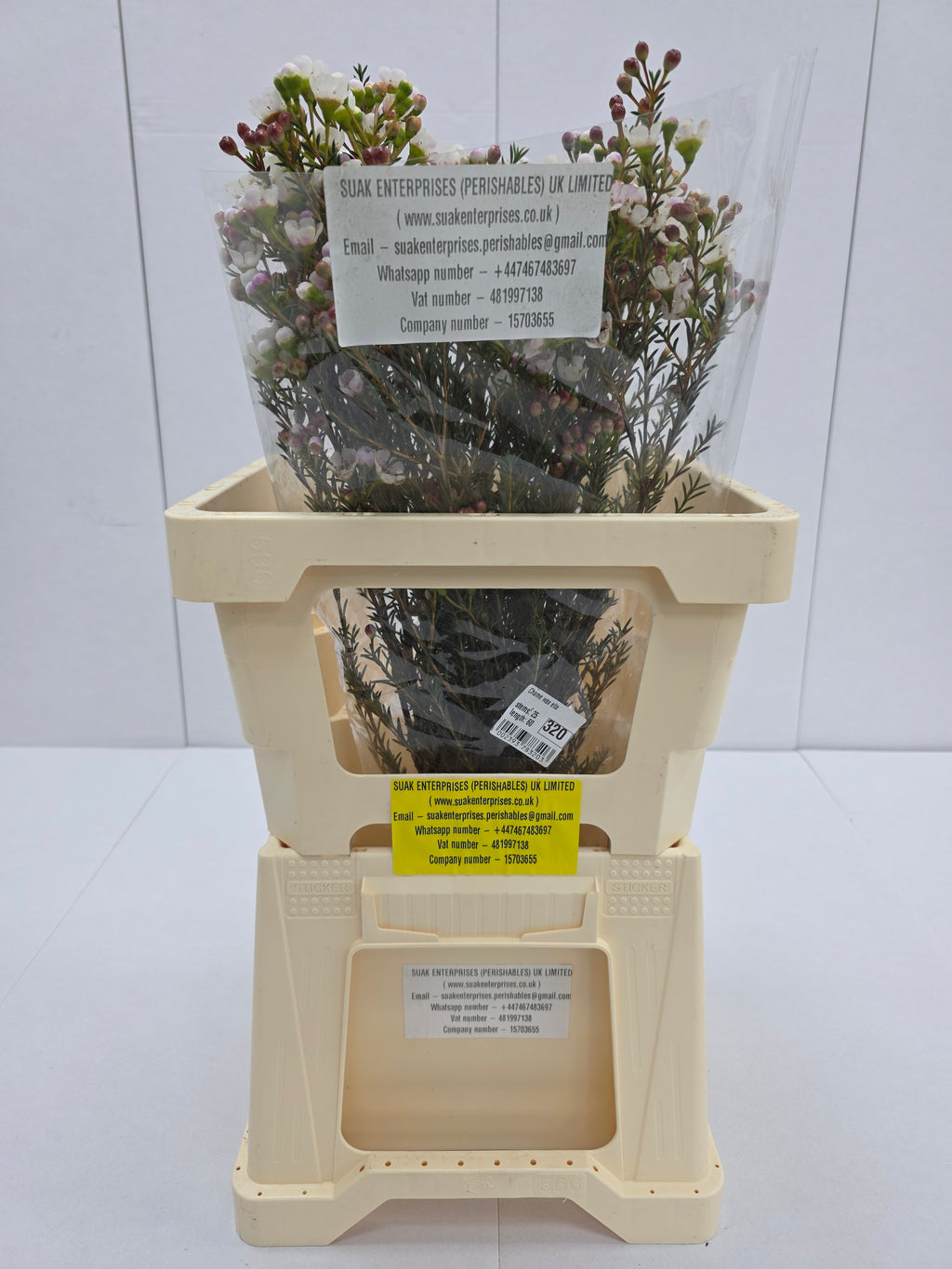 Farm Fresh Chame Waz Ella(Bunch of 25 stems, Length 70cm)