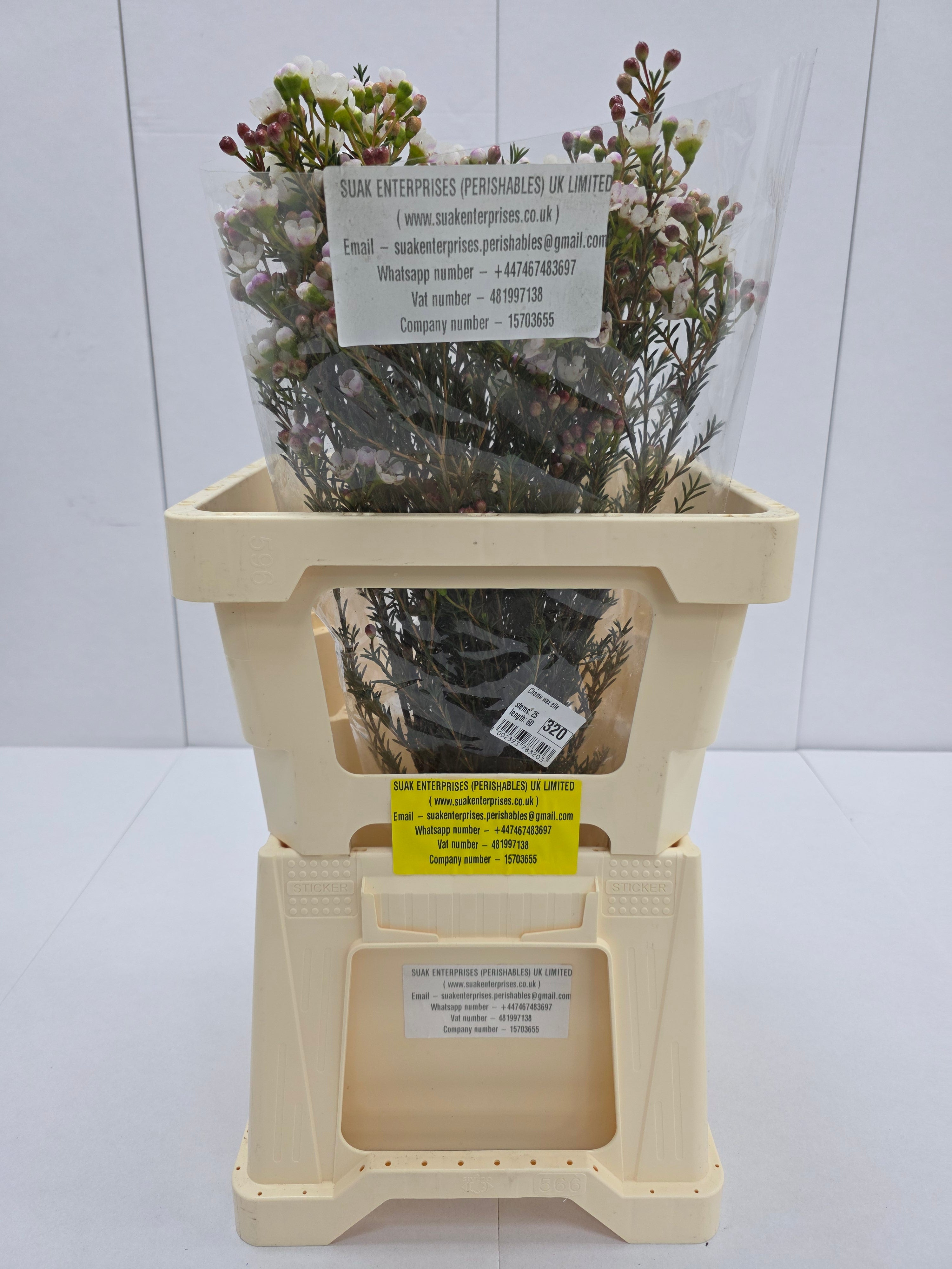 Farm Fresh Chame Waz Ella(Bunch of 25 stems, Length 70cm)