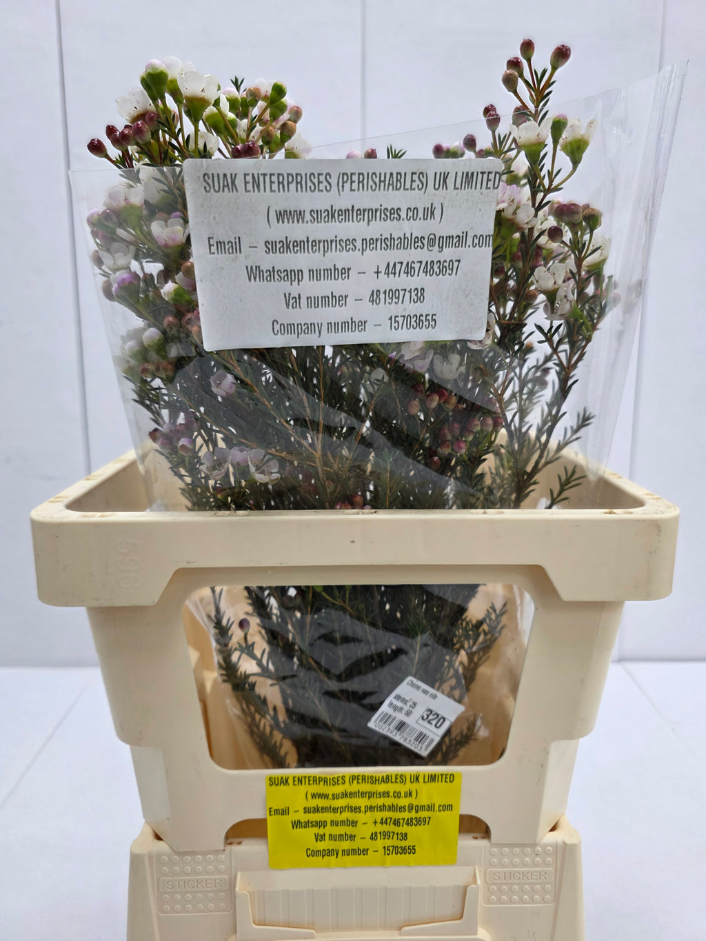 Farm Fresh Chame Waz Ella(Bunch of 25 stems, Length 70cm)