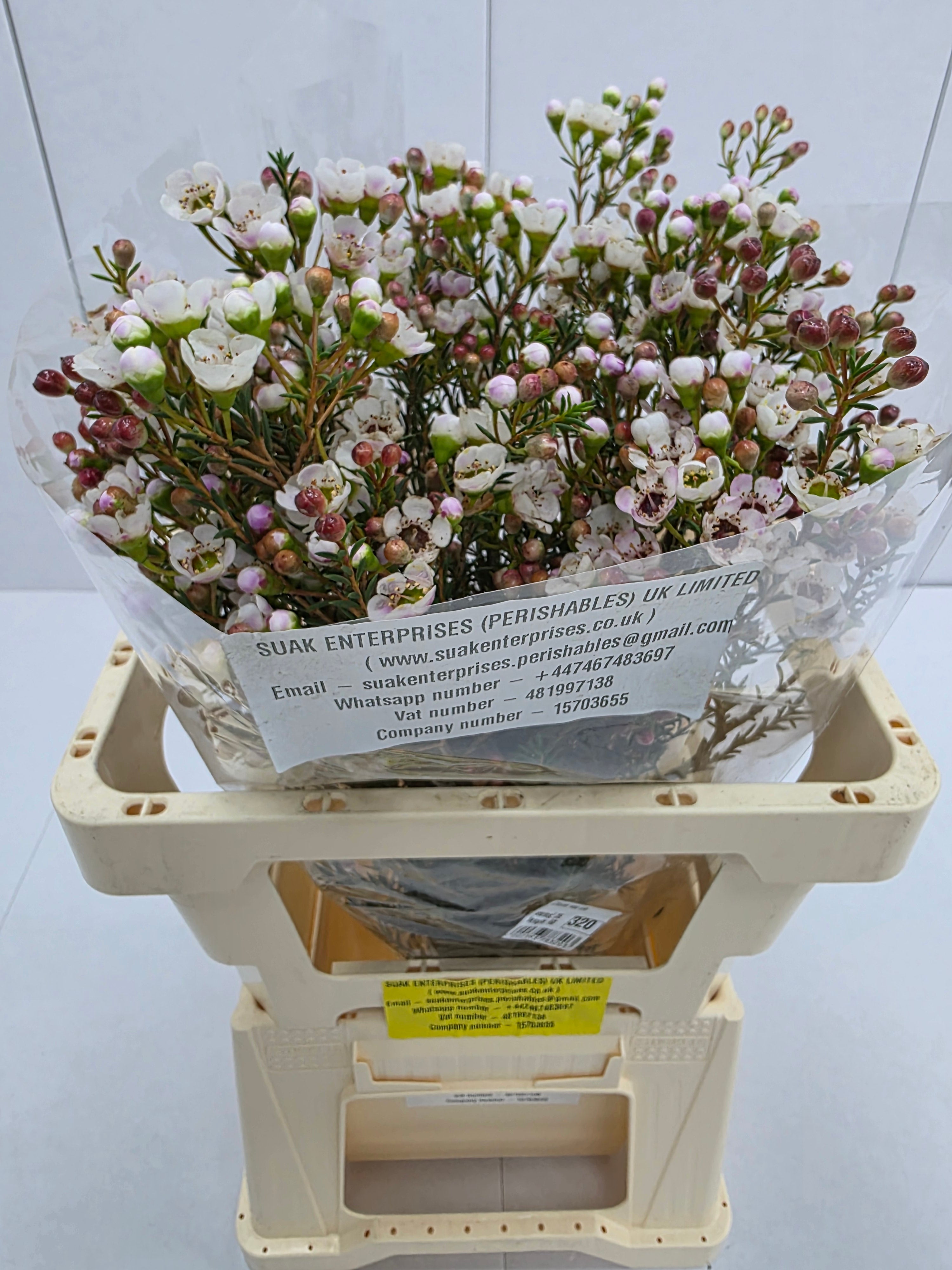 Farm Fresh Chame Waz Ella(Bunch of 25 stems, Length 70cm)