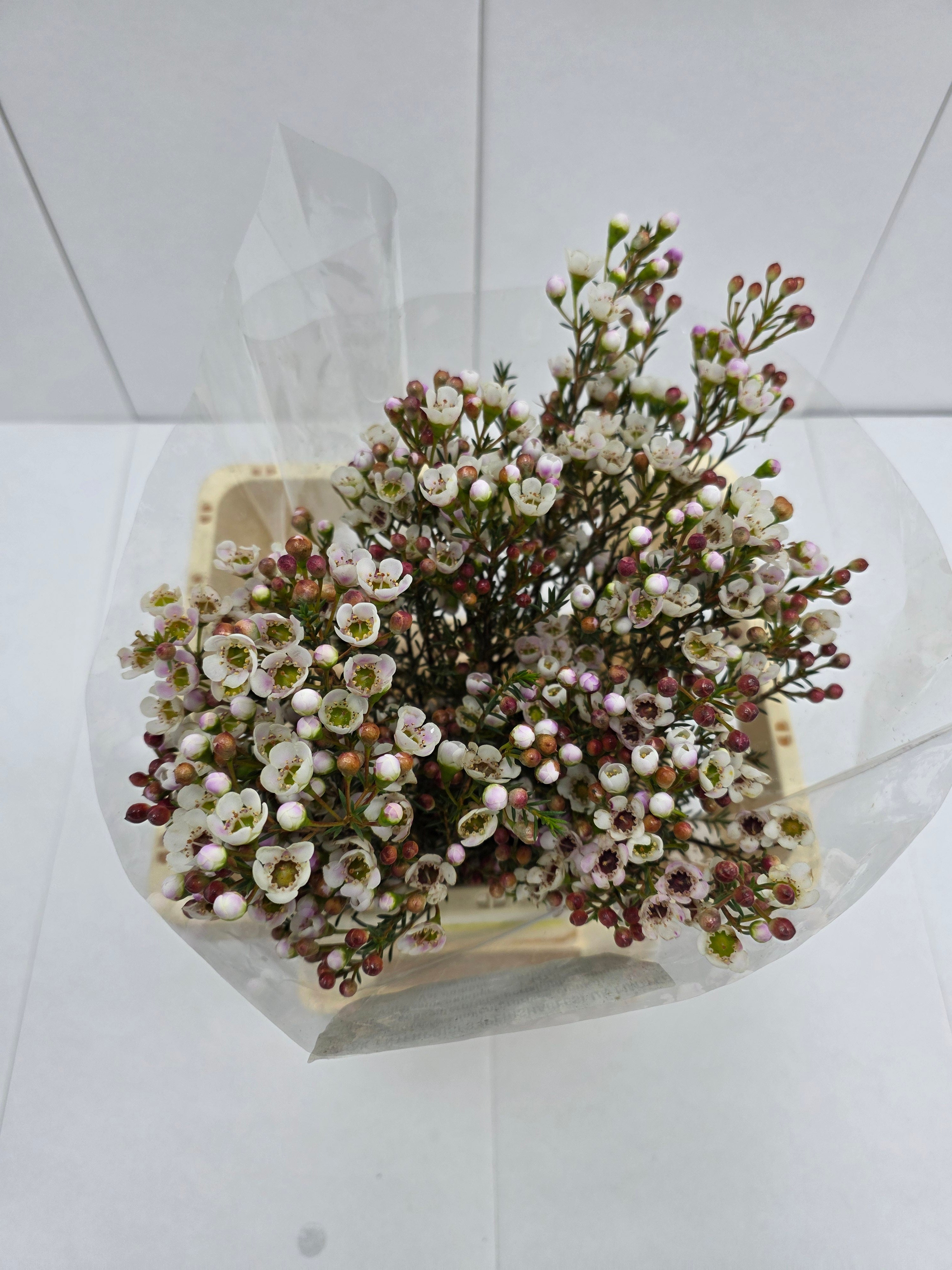 Farm Fresh Chame Waz Ella(Bunch of 25 stems, Length 70cm)